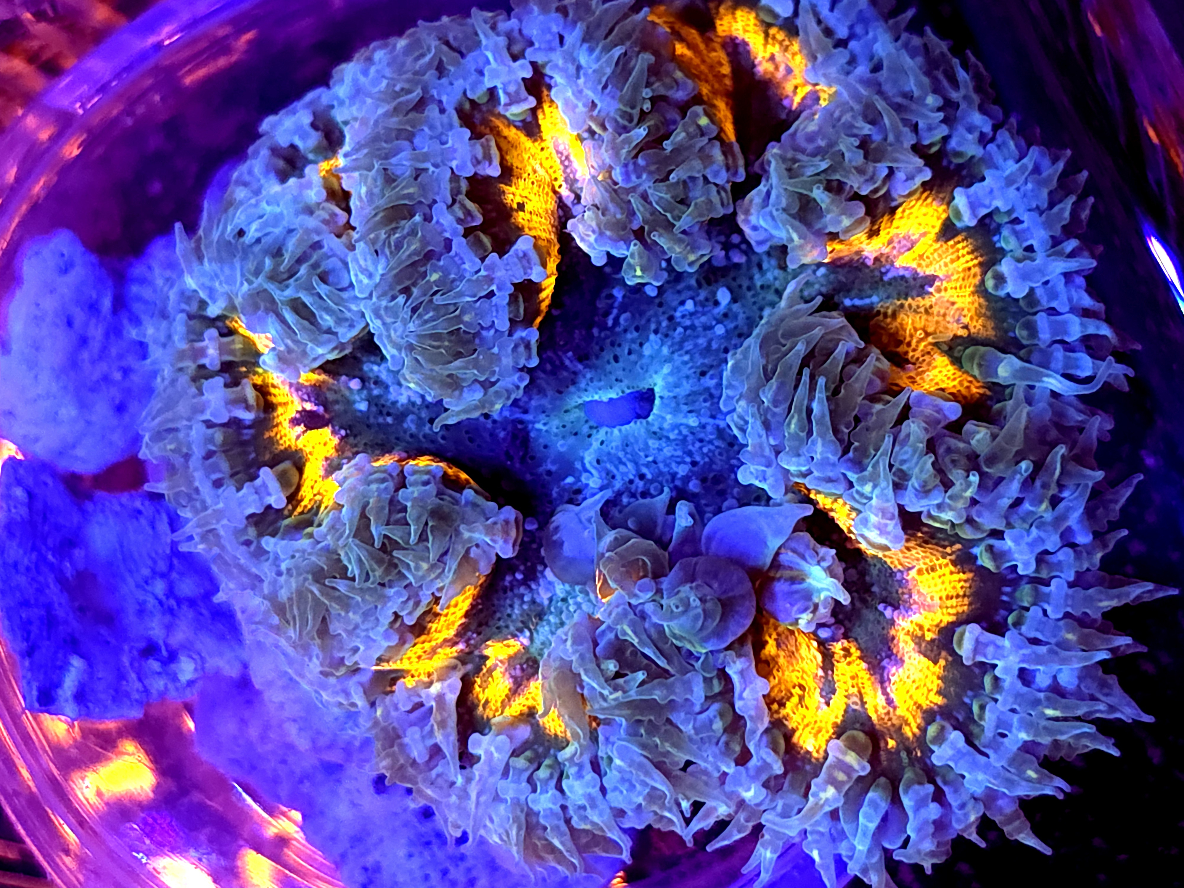 SBB Rainbow Center Ultra Rock Flower