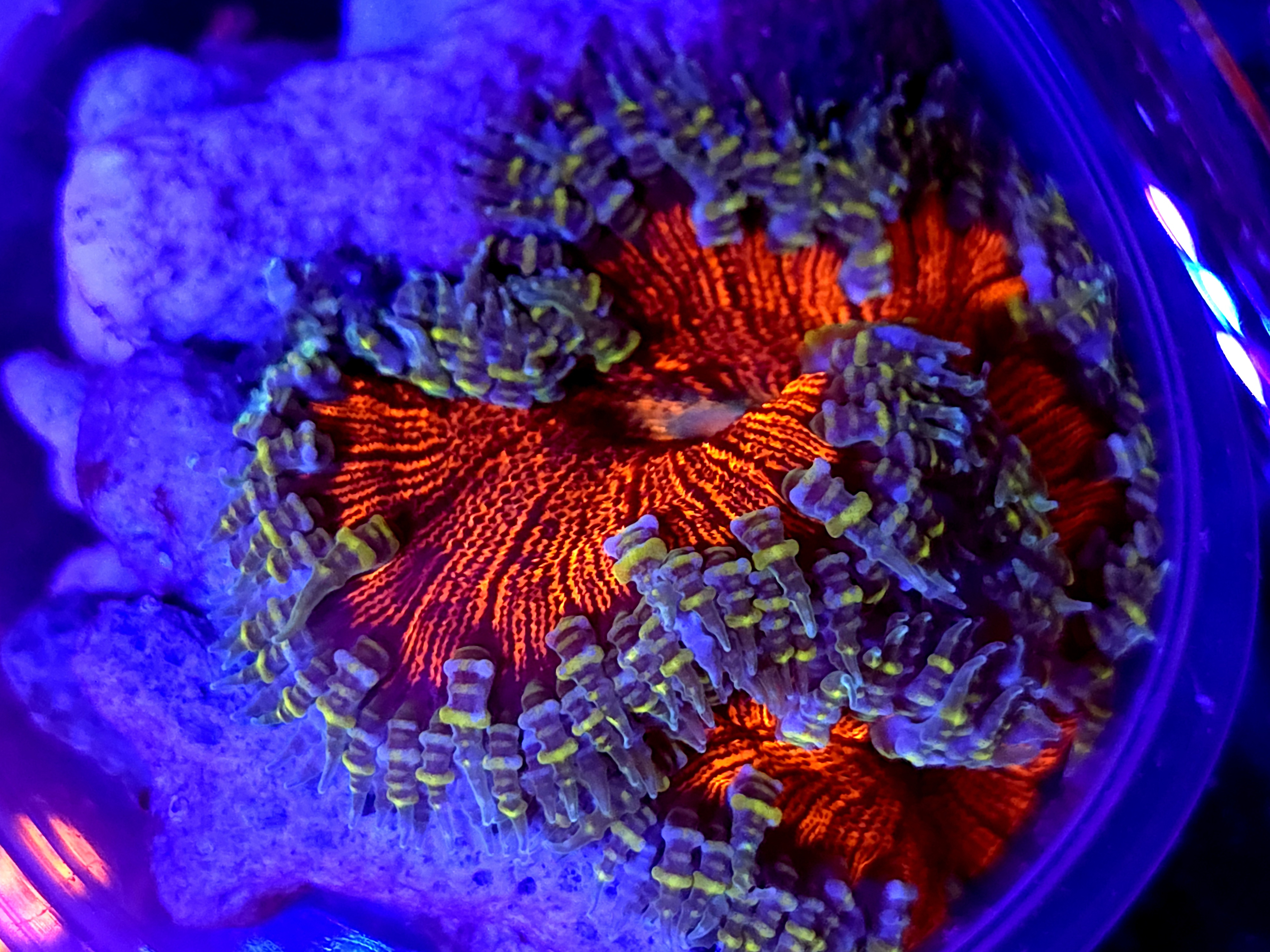 SBB" DeadPool Center Rock flower