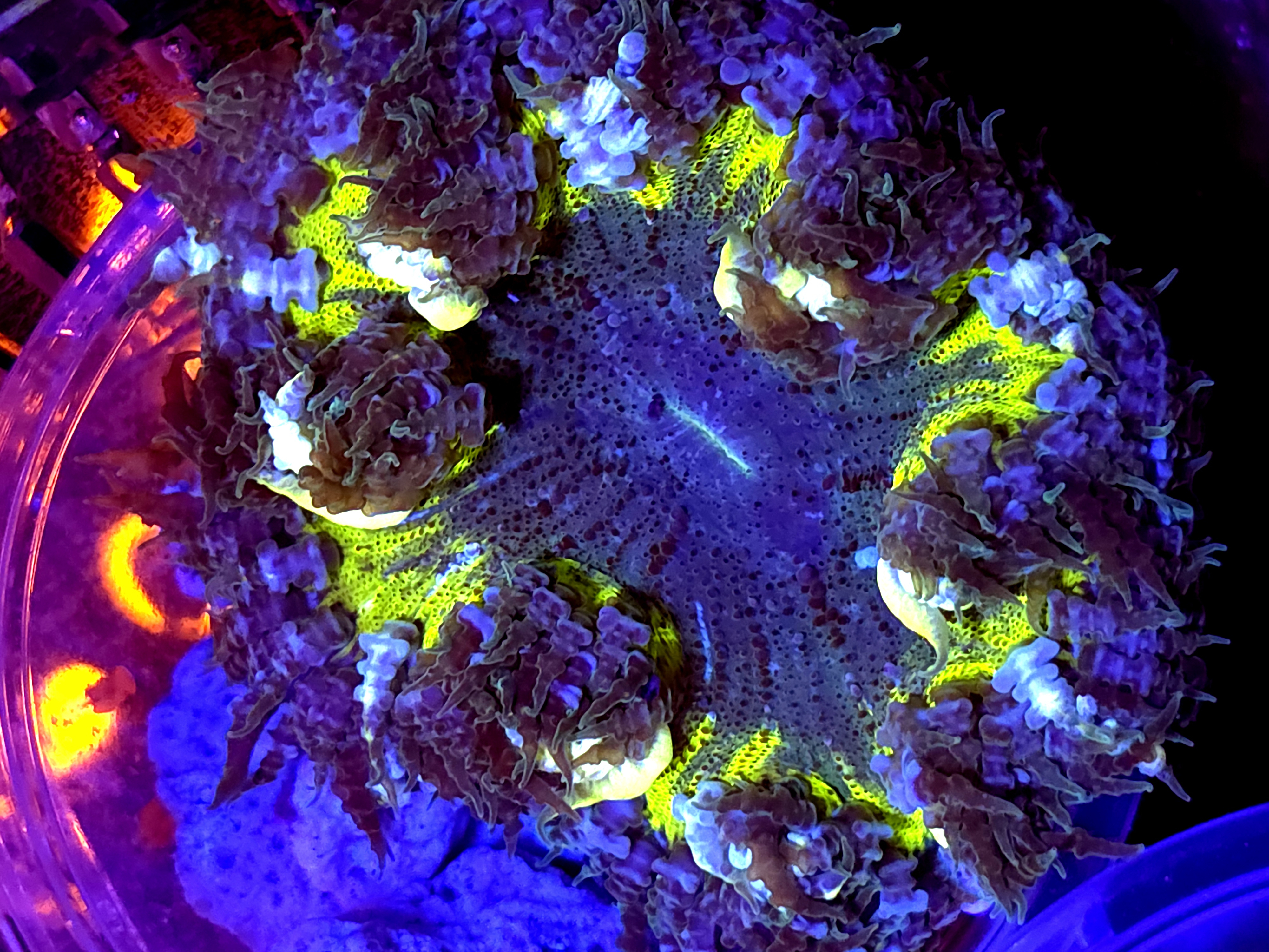 SBB " yellow Center" Rock Flower