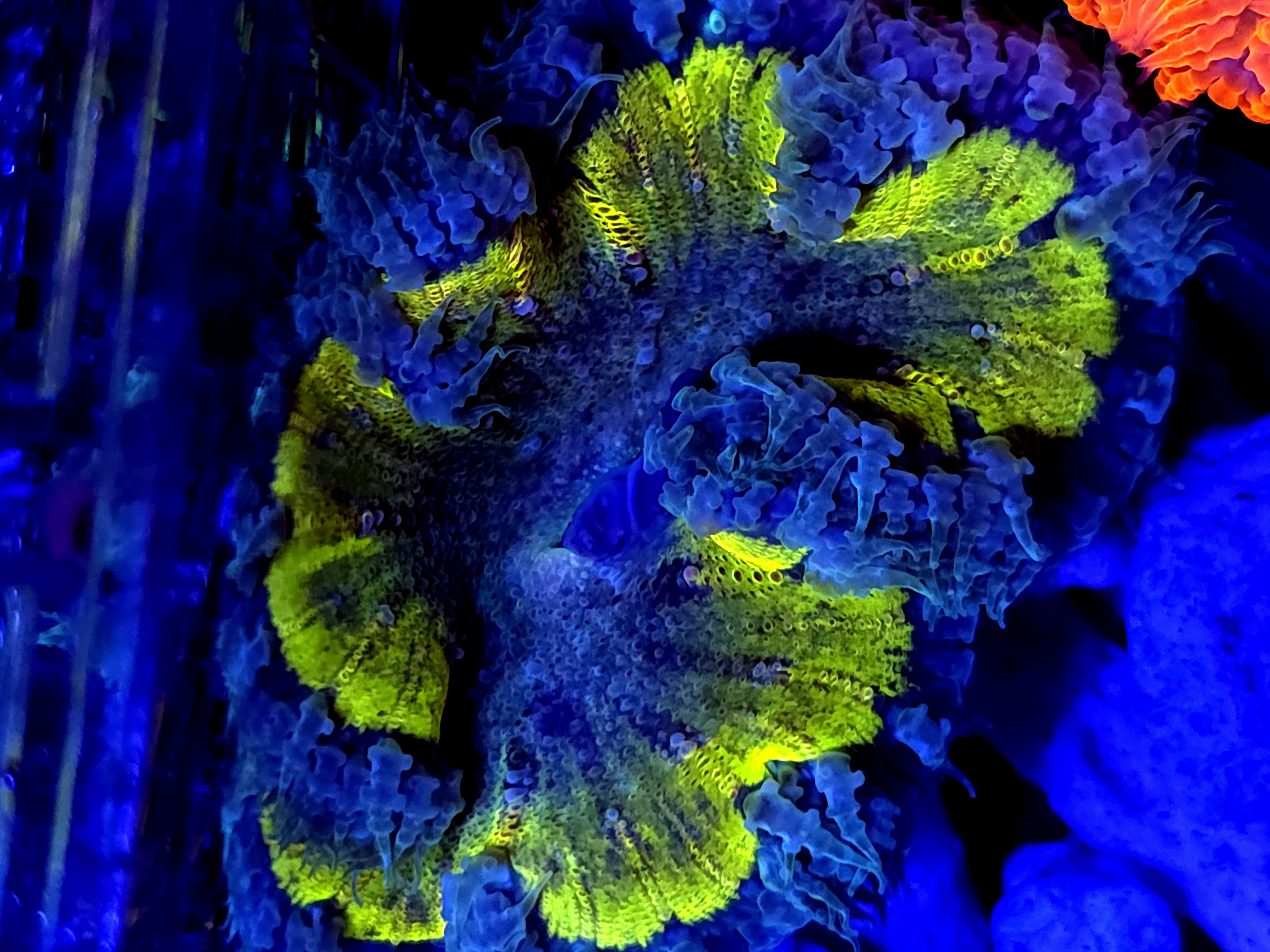 SBB yellow Center Rock Flower