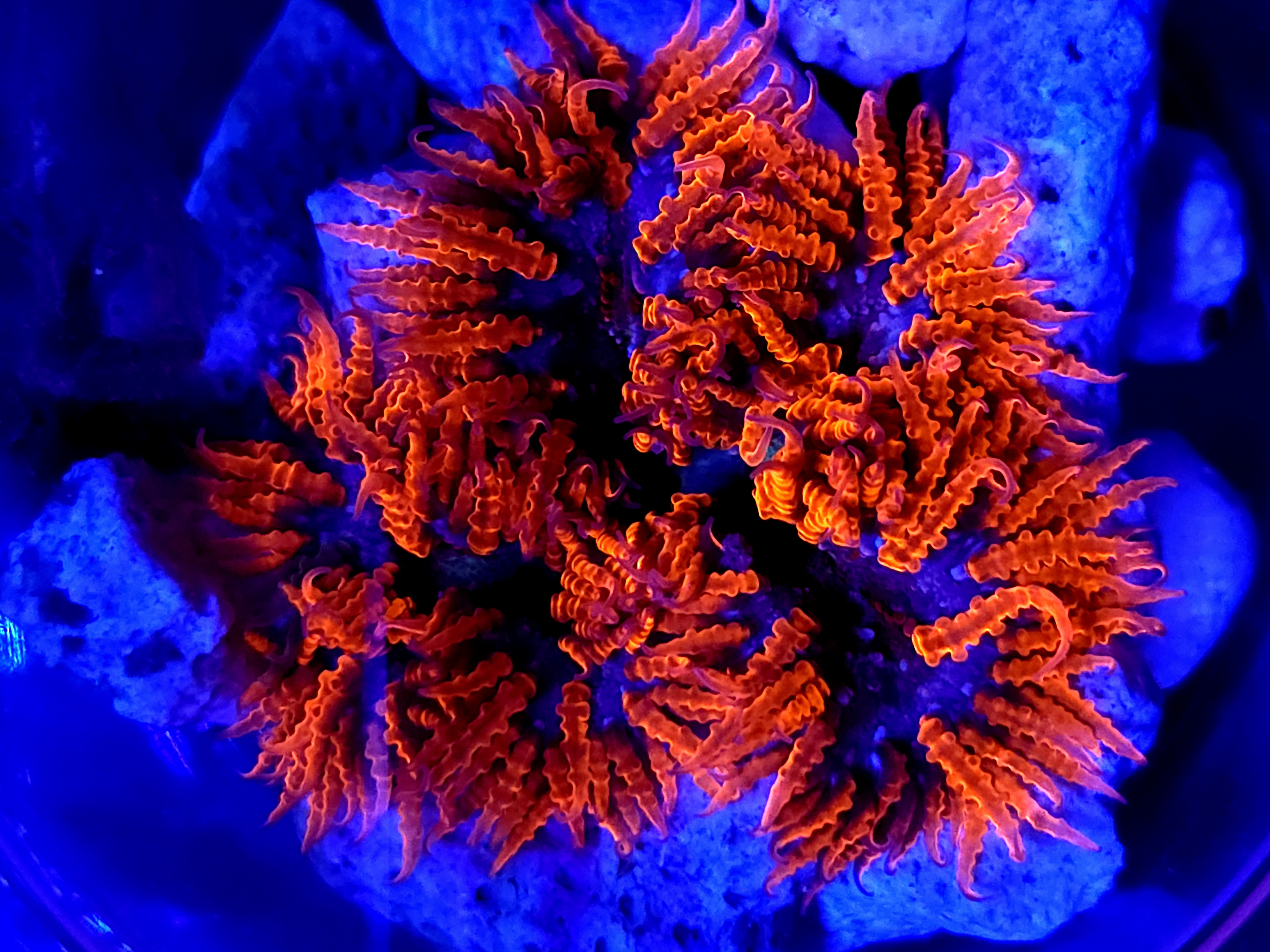 SB " Red Skirt" Rock Flower