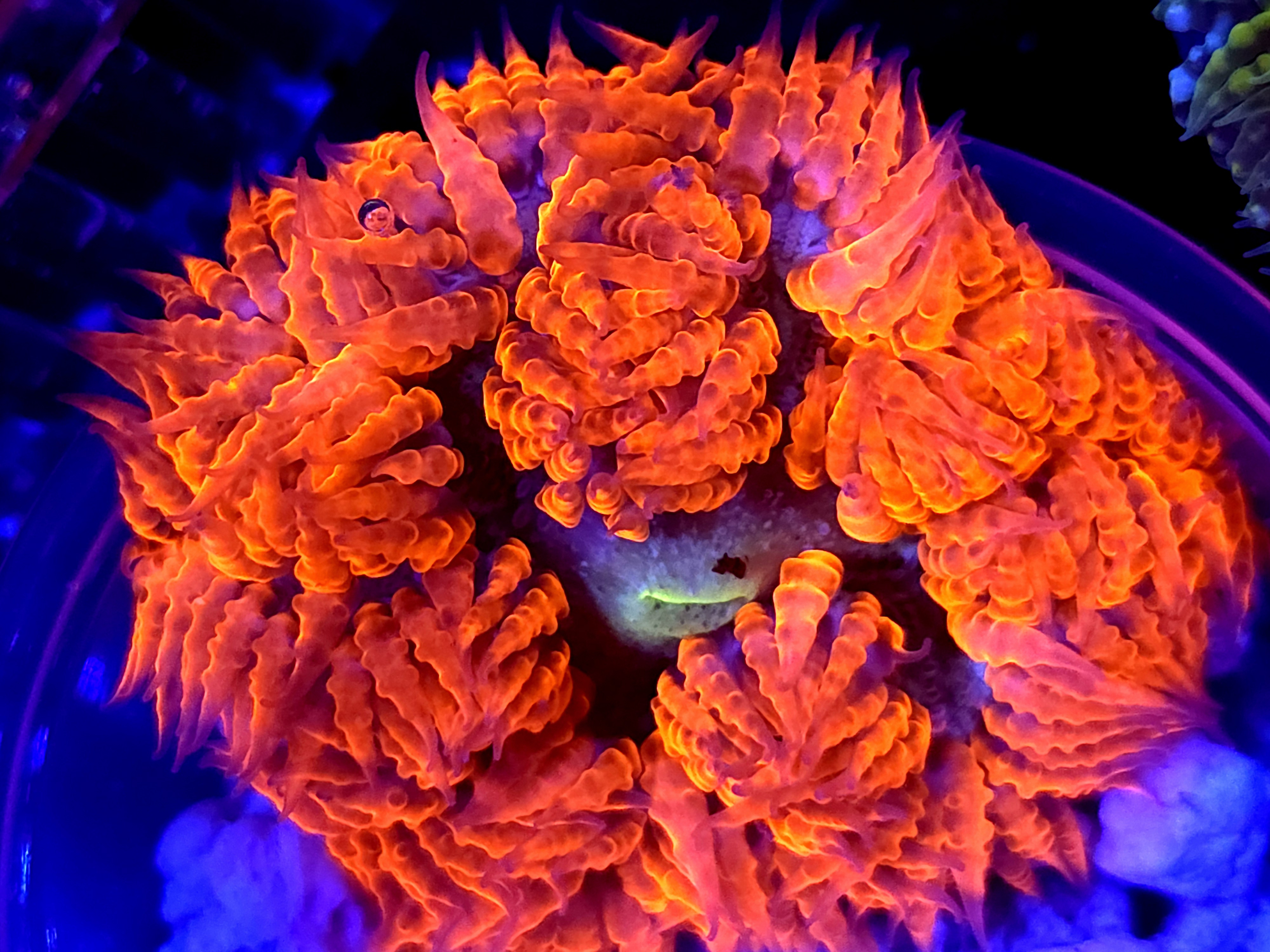 SBB " Red Skirt" Rock Flower