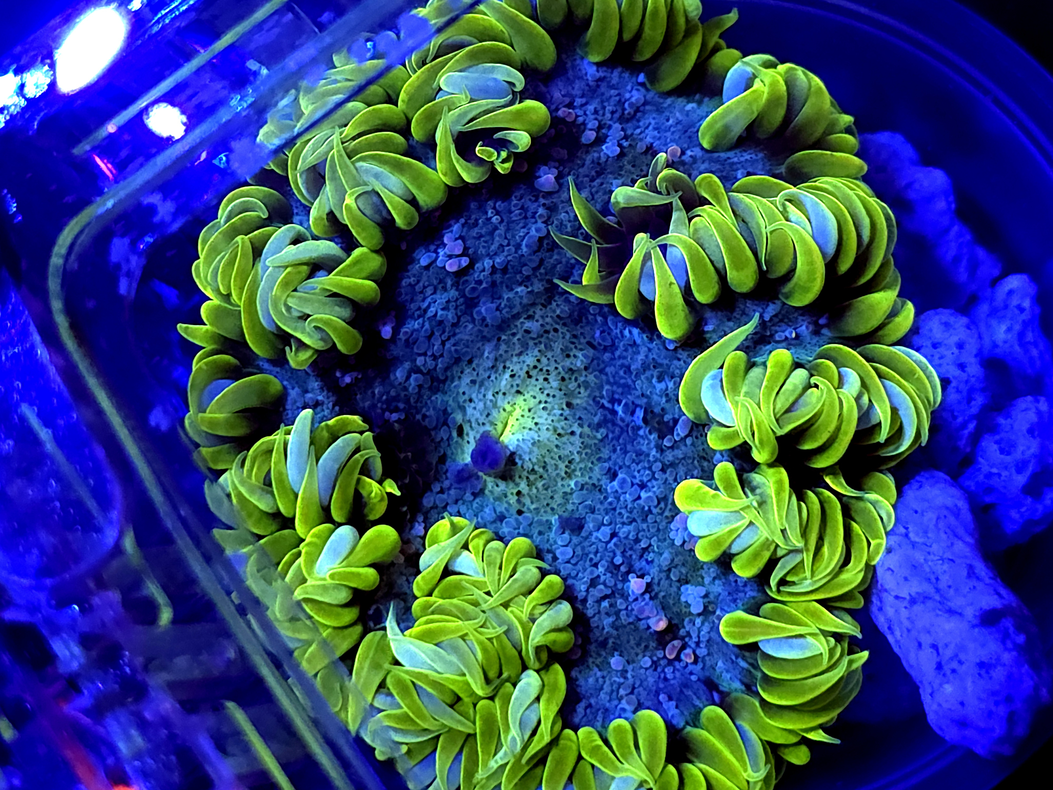 SBB " green Skirt' rock Flower