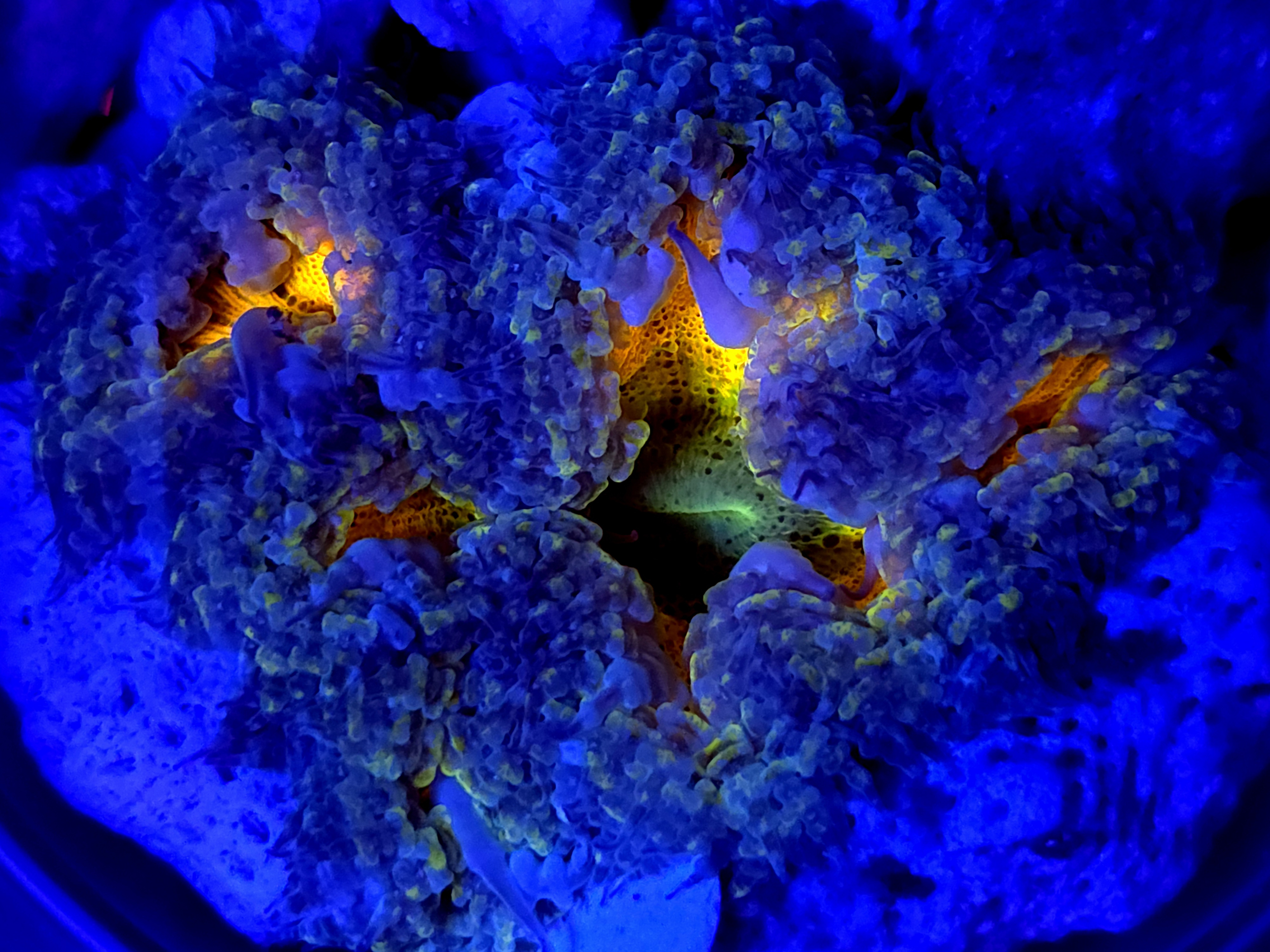 SBB " yellow Center" Rock Flower