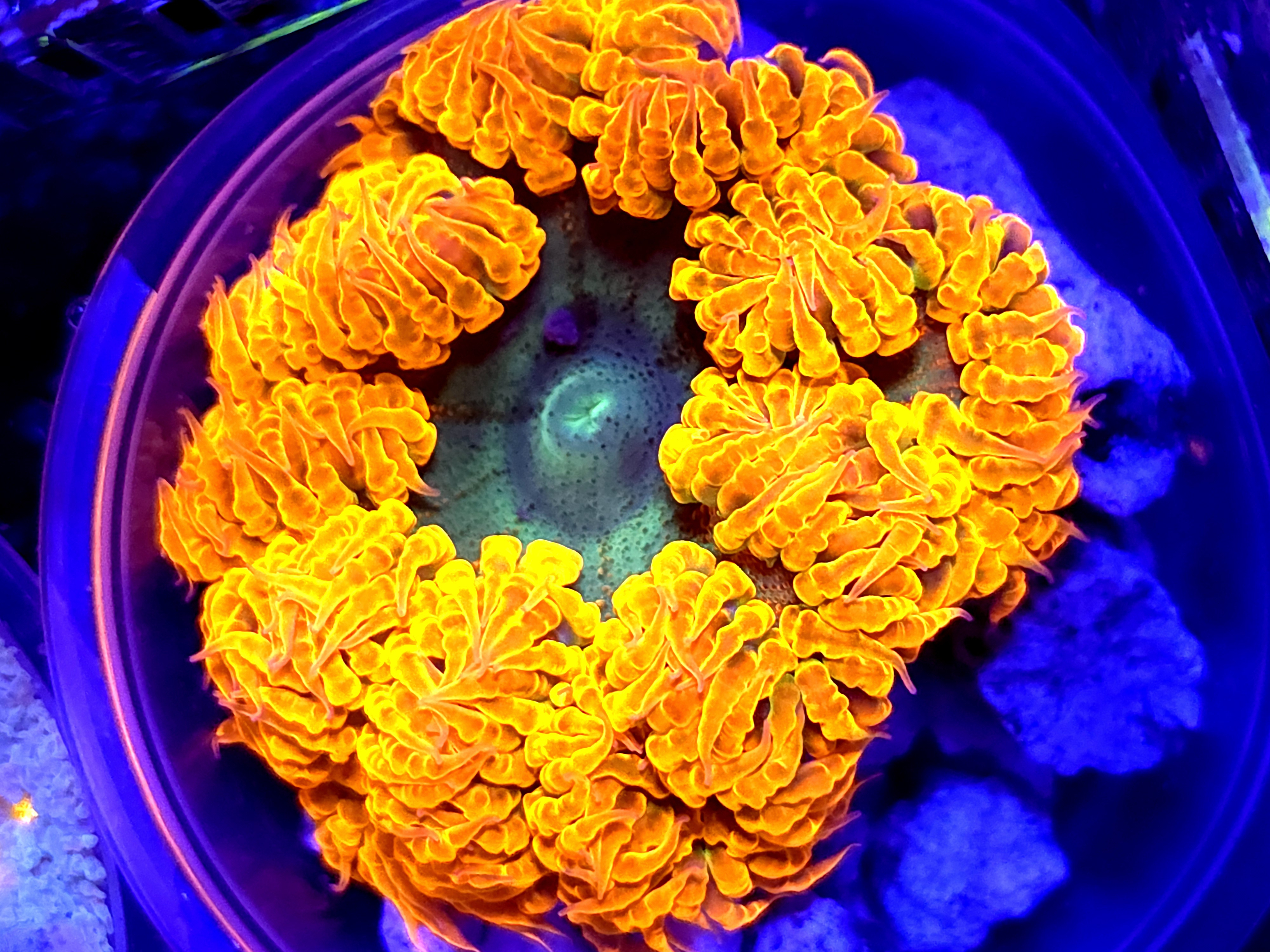 SBB " Orane Skir"t Rock Flower