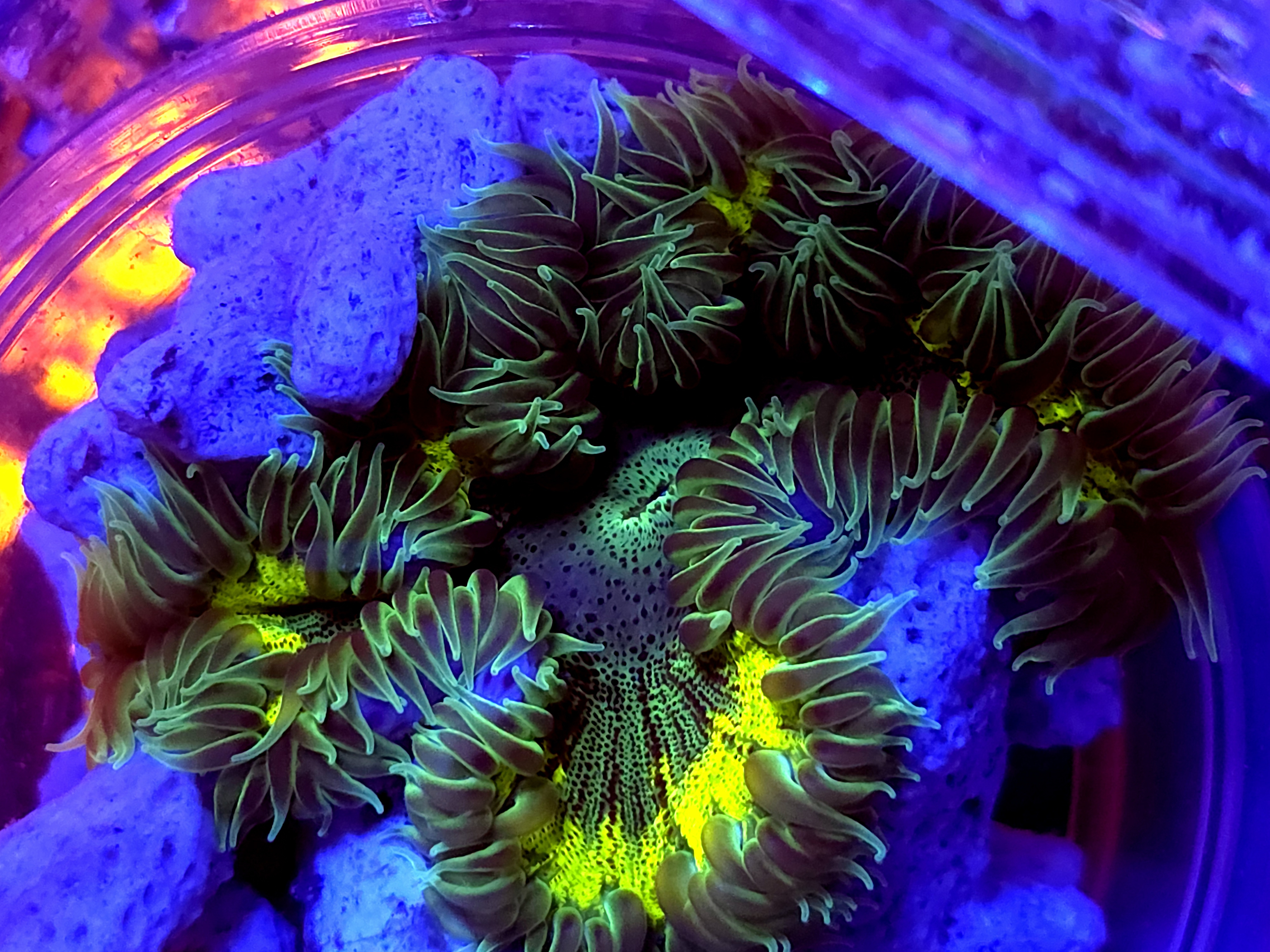 SBB Yellow Center Rock Flower