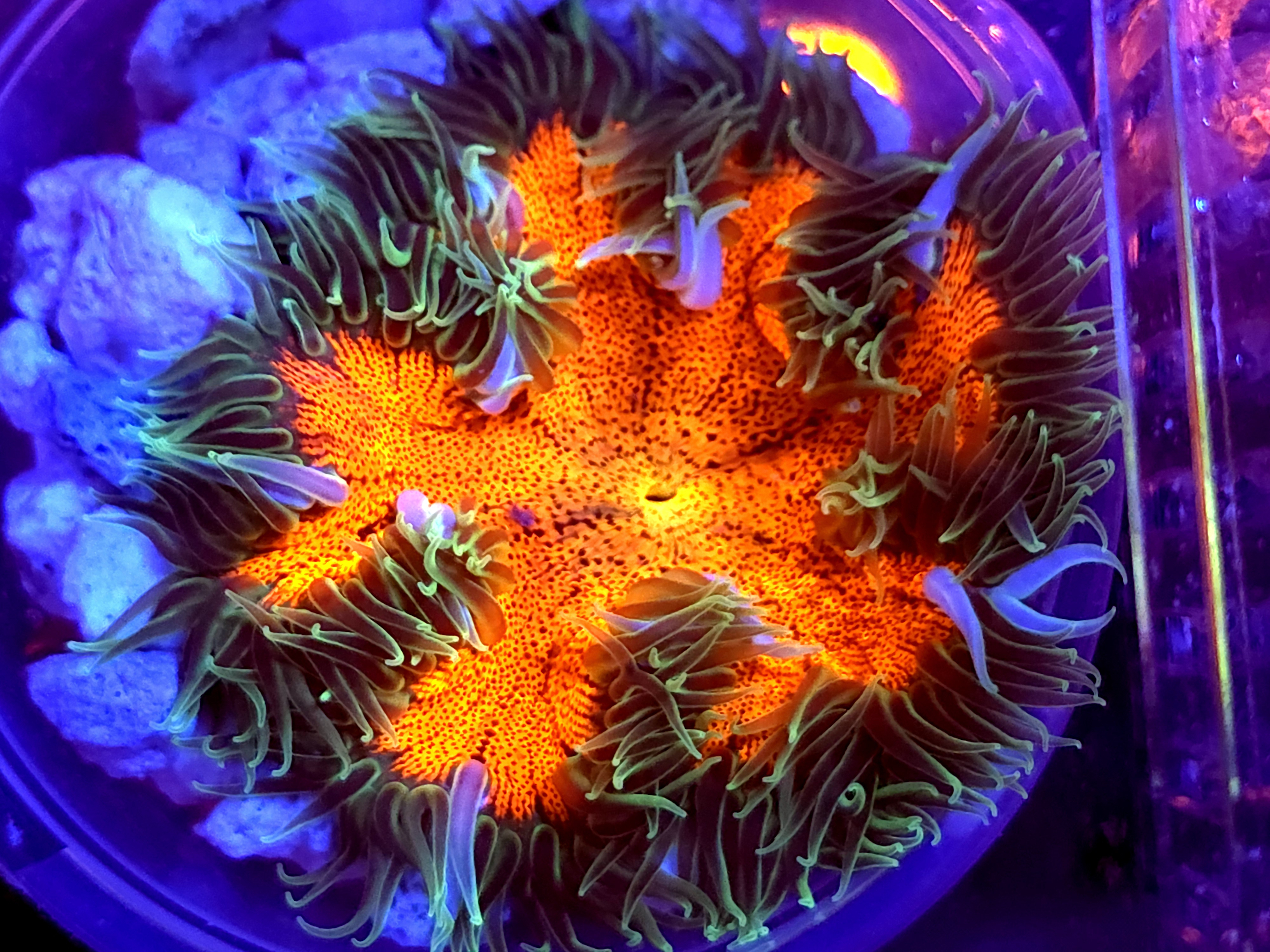 SBB Red center Rock flower