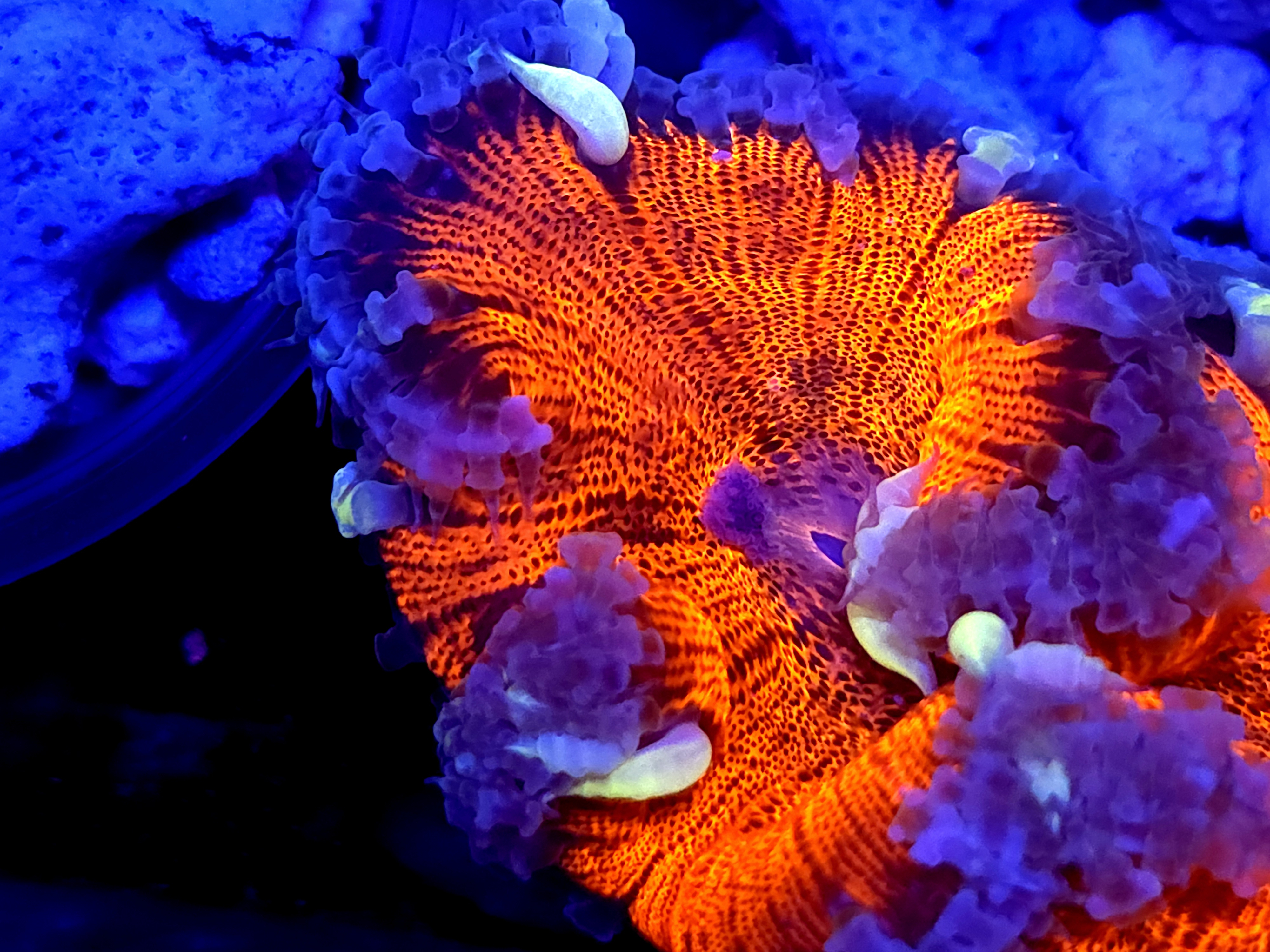 SBB Red Center Rock Flower