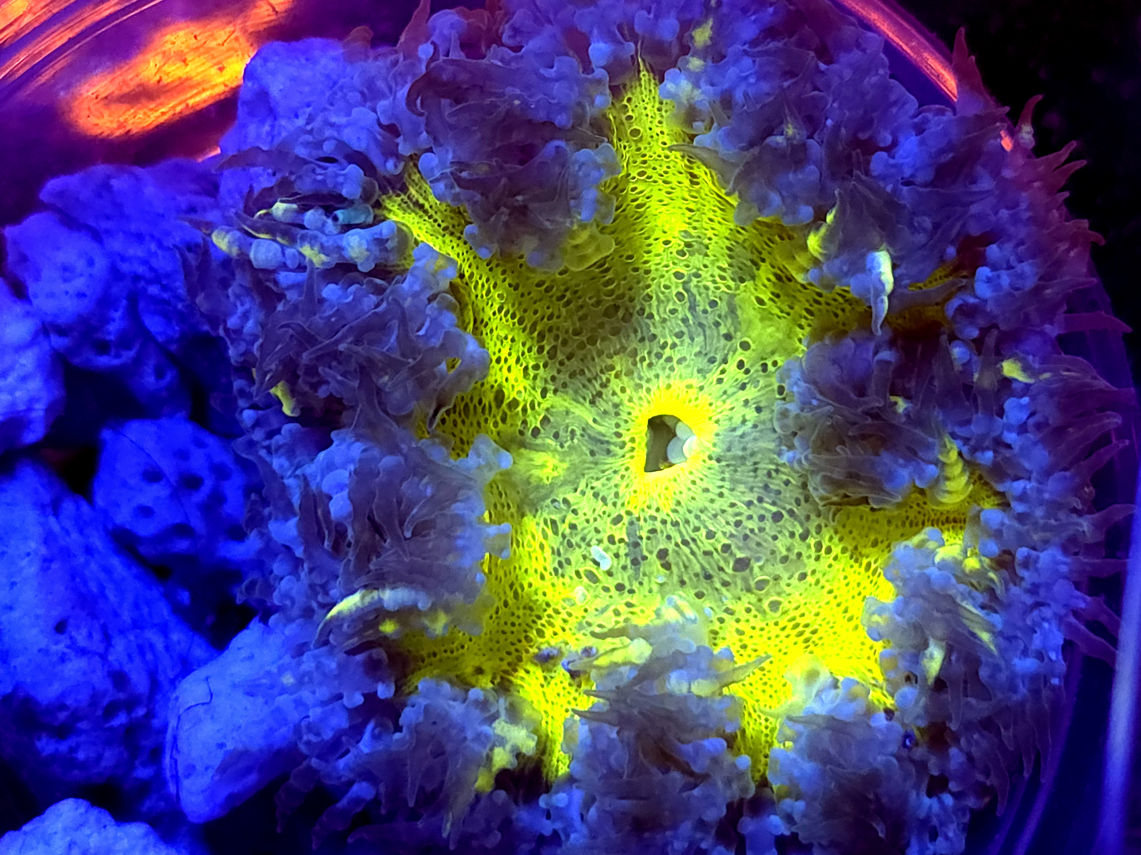 SBB Yellow Center Rock Flower