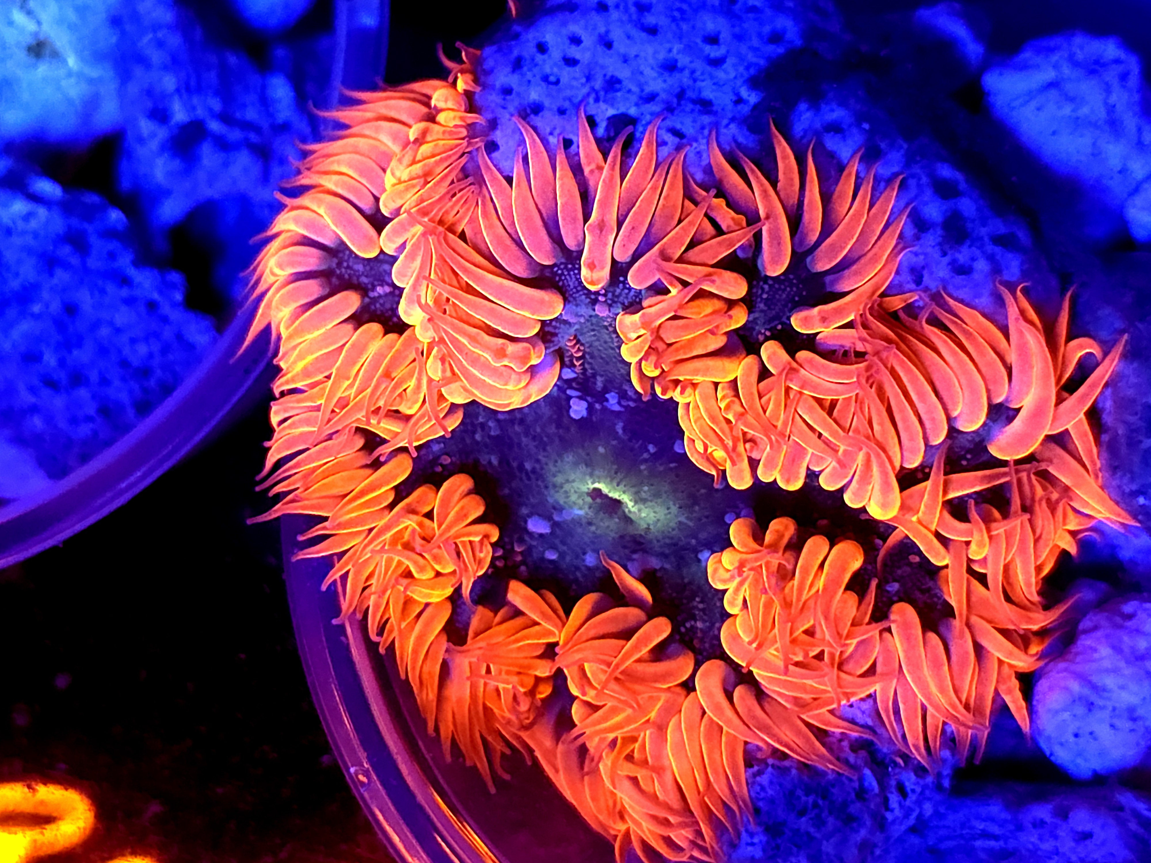 SBB Red Skirt Rock Flower