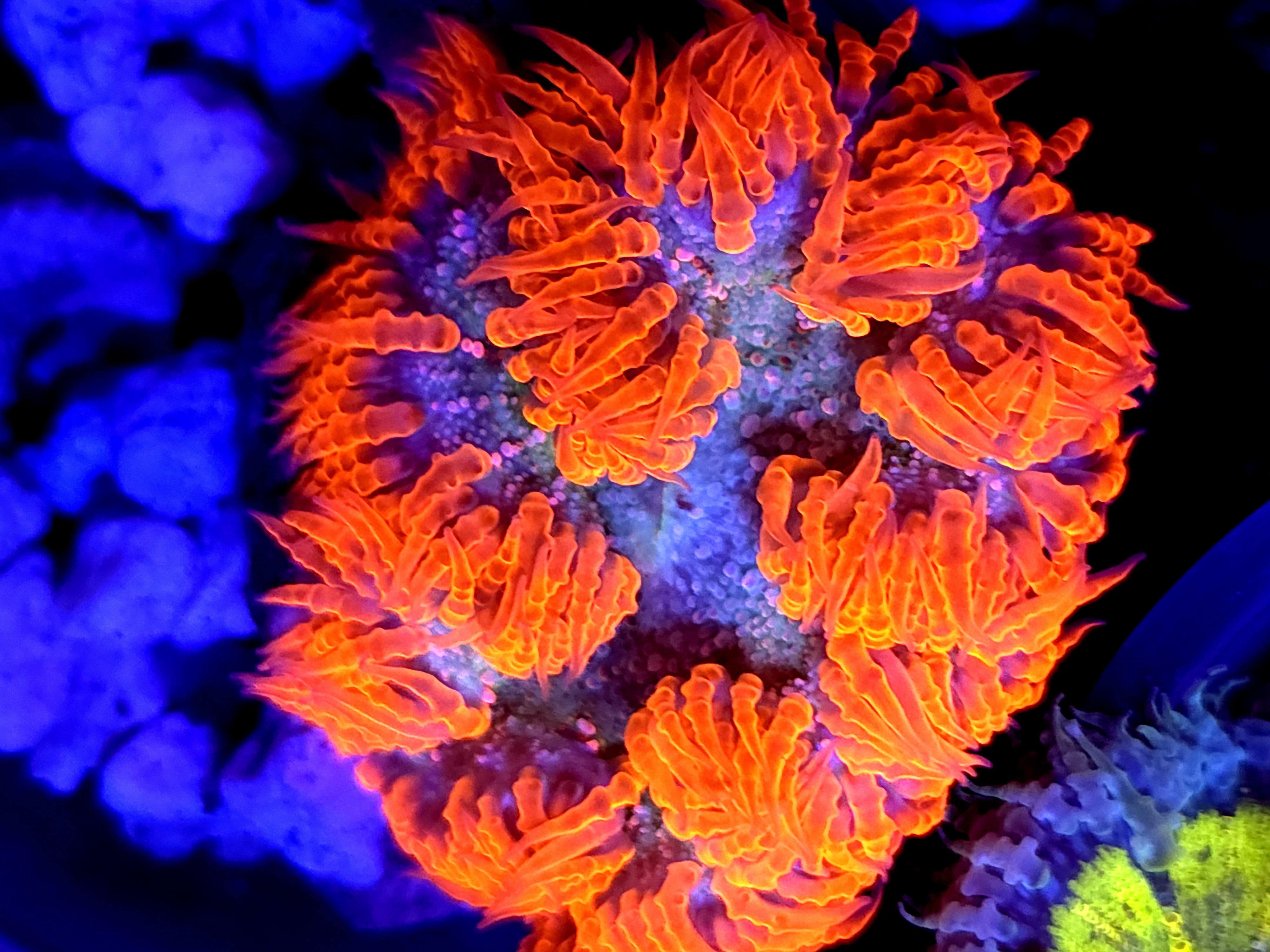 SBB Red Skirt Rock Flower