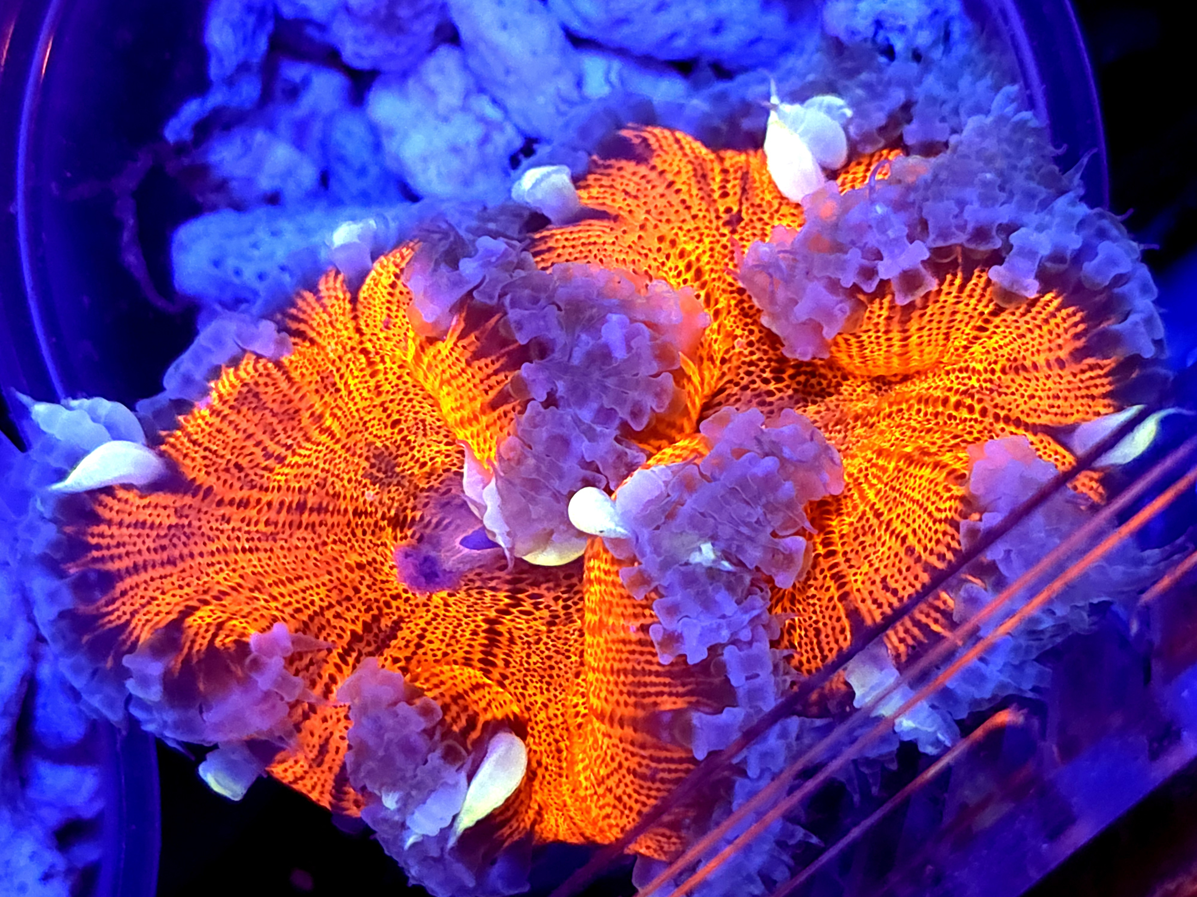 SBB " Red Center" Rock Flower