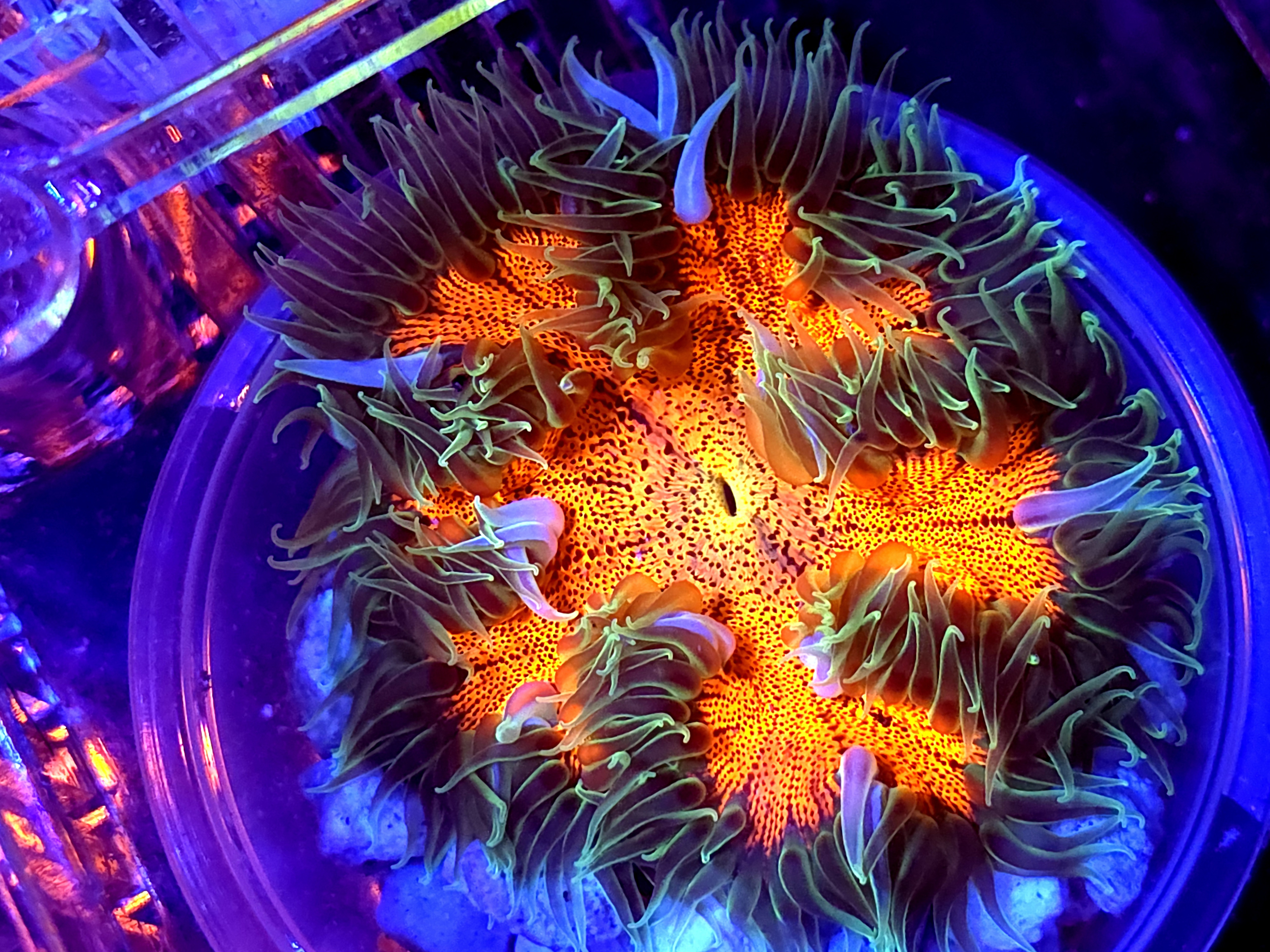 SBB " Red Center" Rock Flower