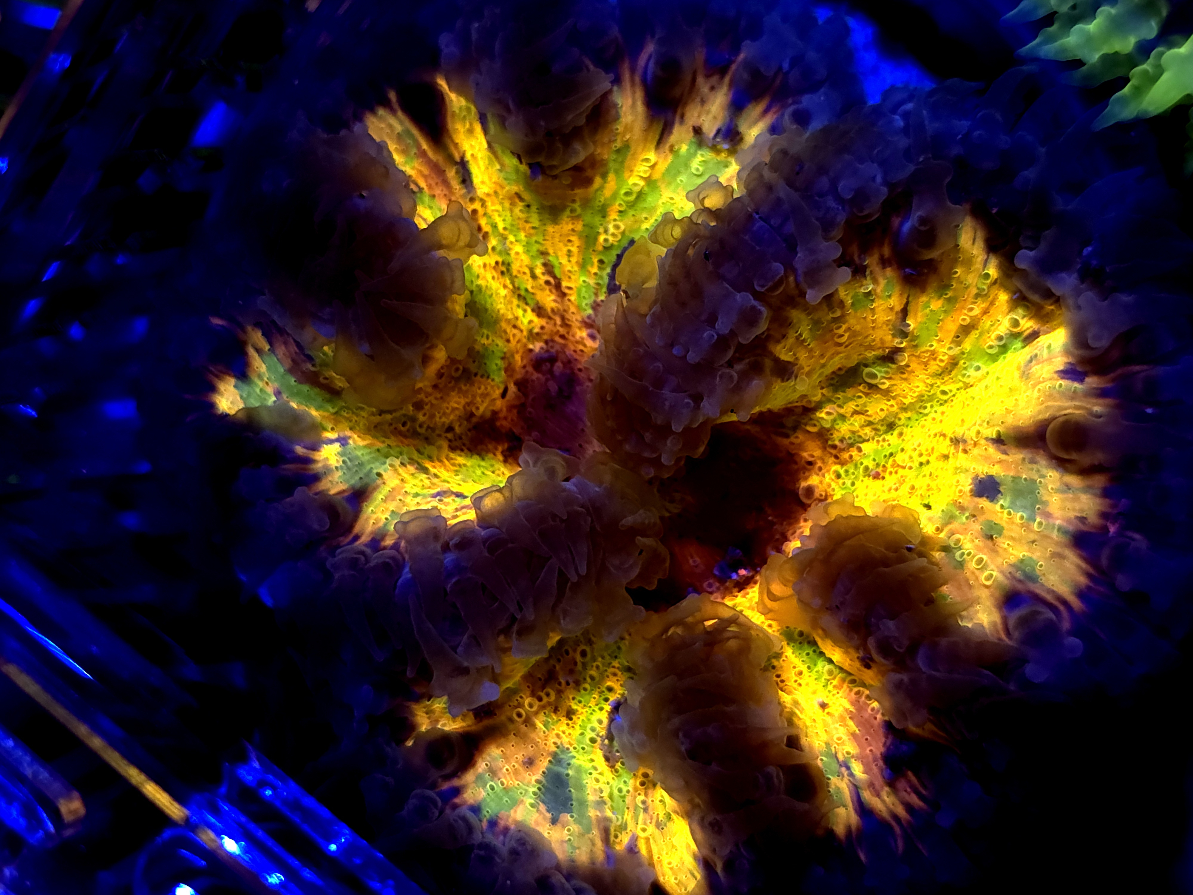 SBB " yellow Rainbow Center" Rock flower