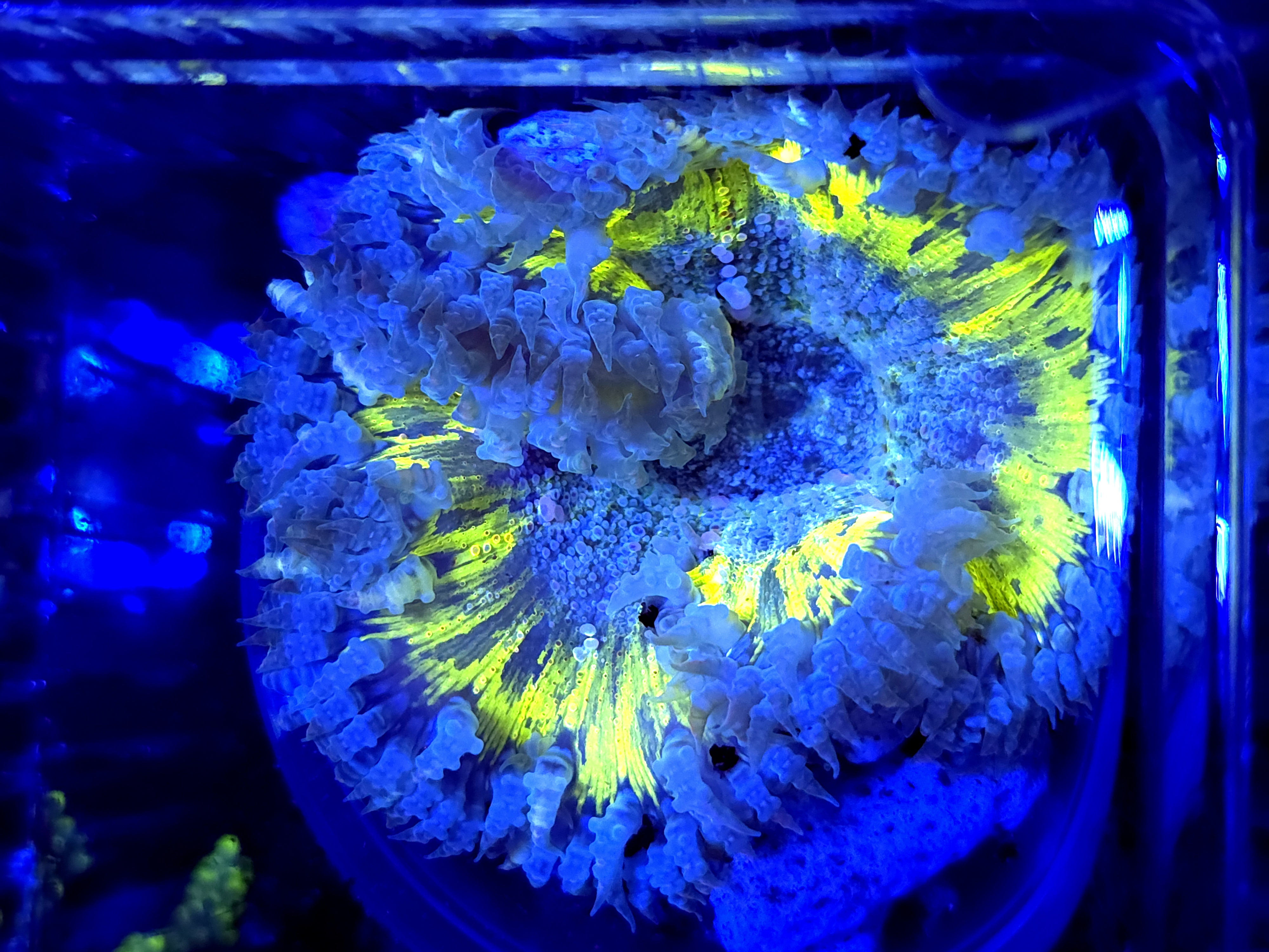 SBB Yellow Center Rock flower