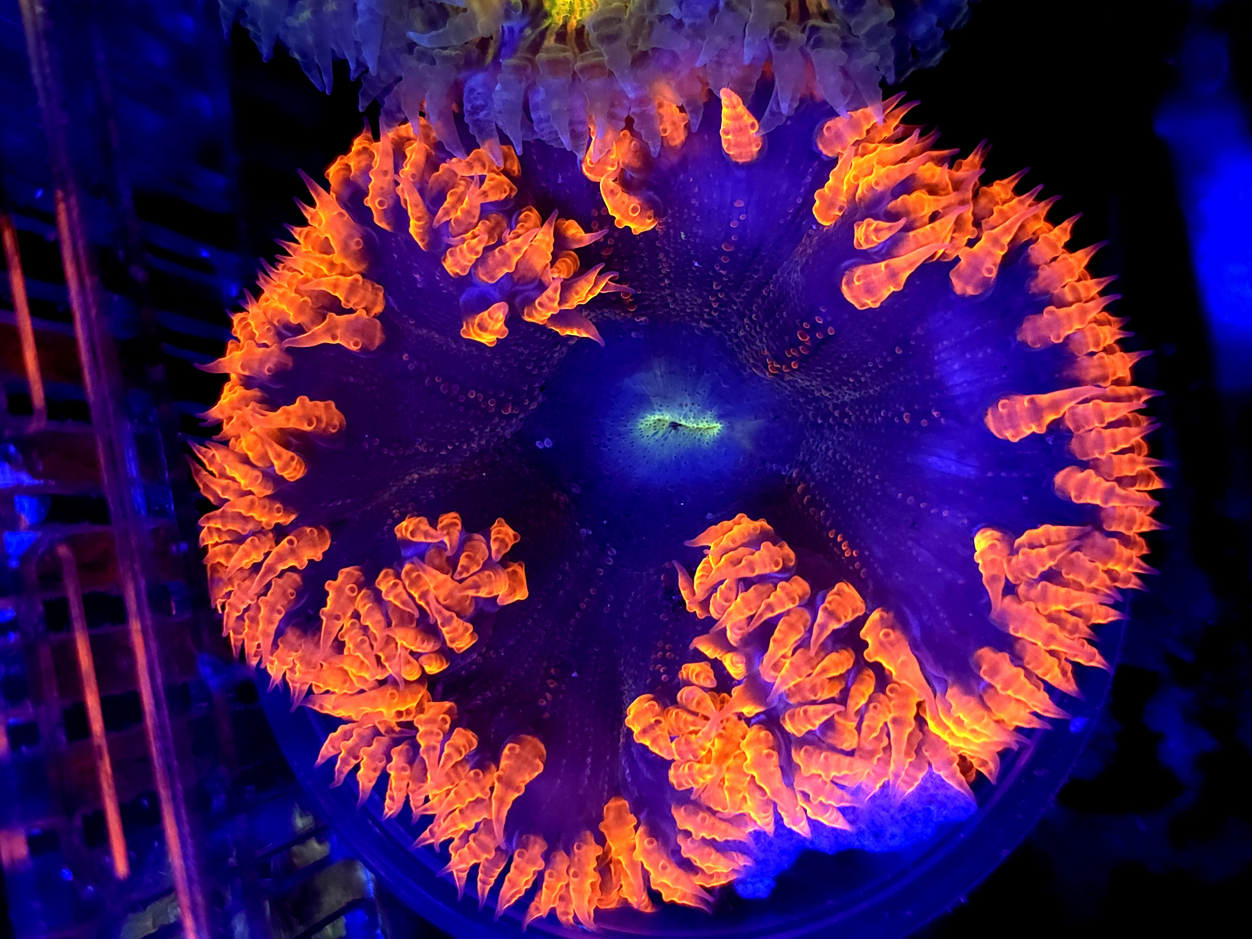 SBB Red Skirt Rock flower