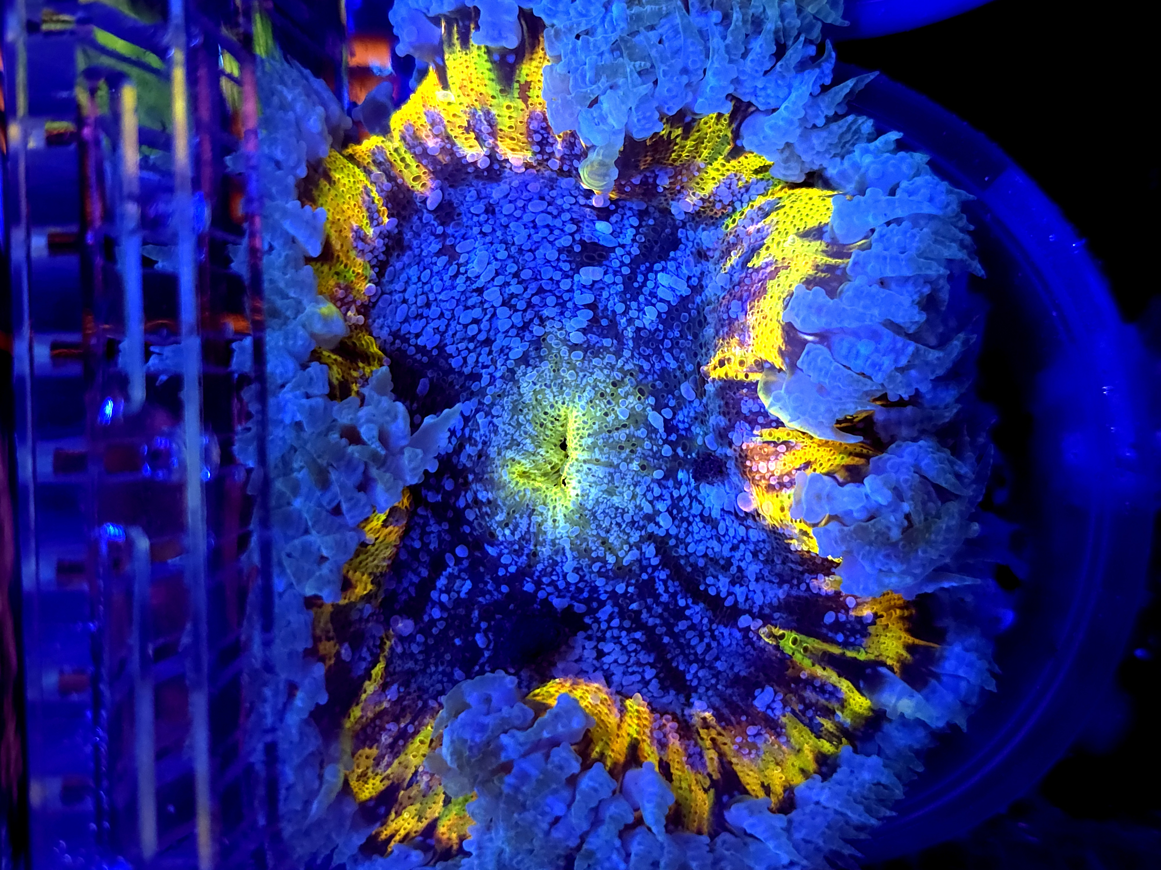 SBB Crazy rainbow Center Rock flower