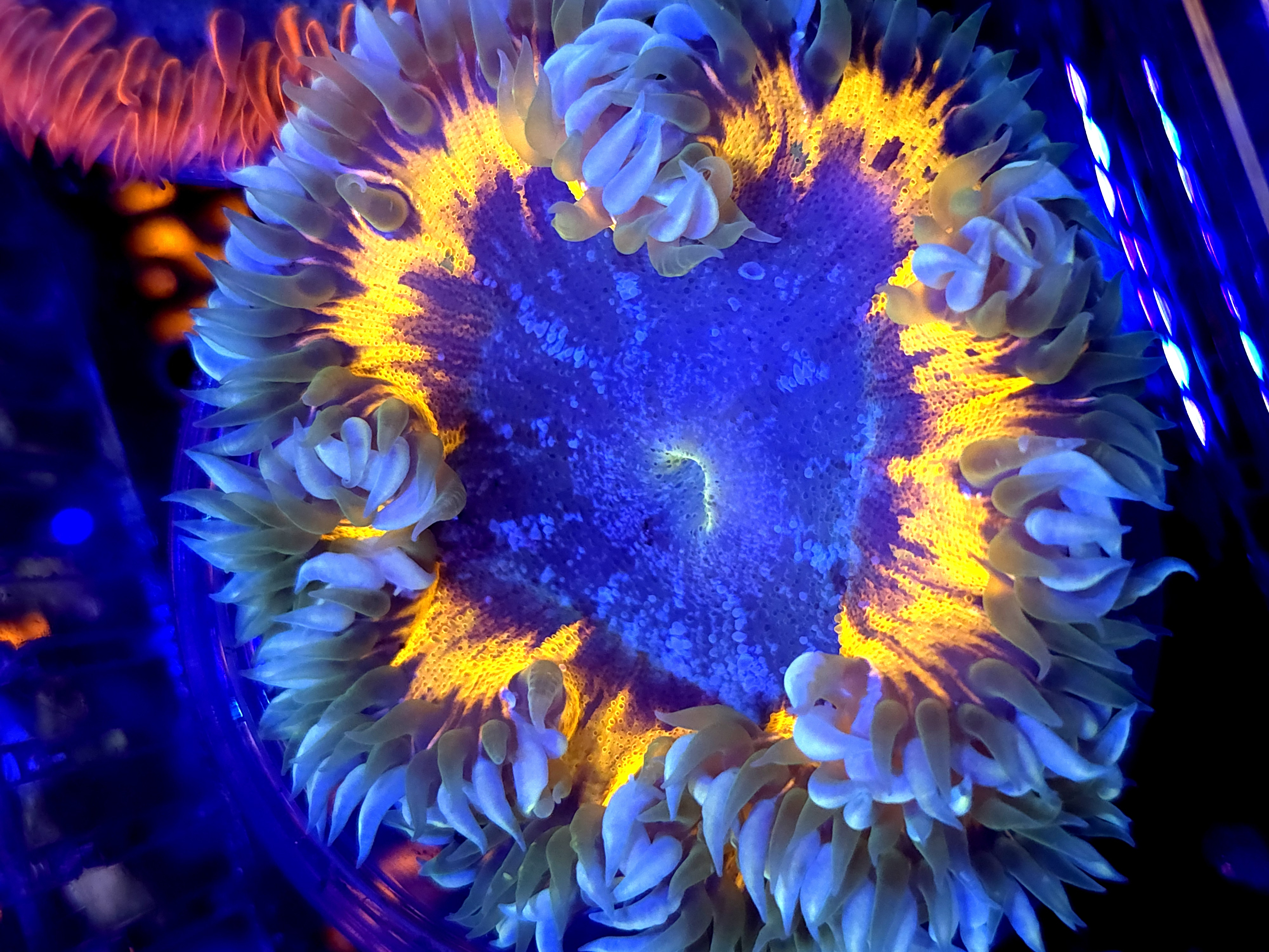 SBB SunFlower Rock Flower