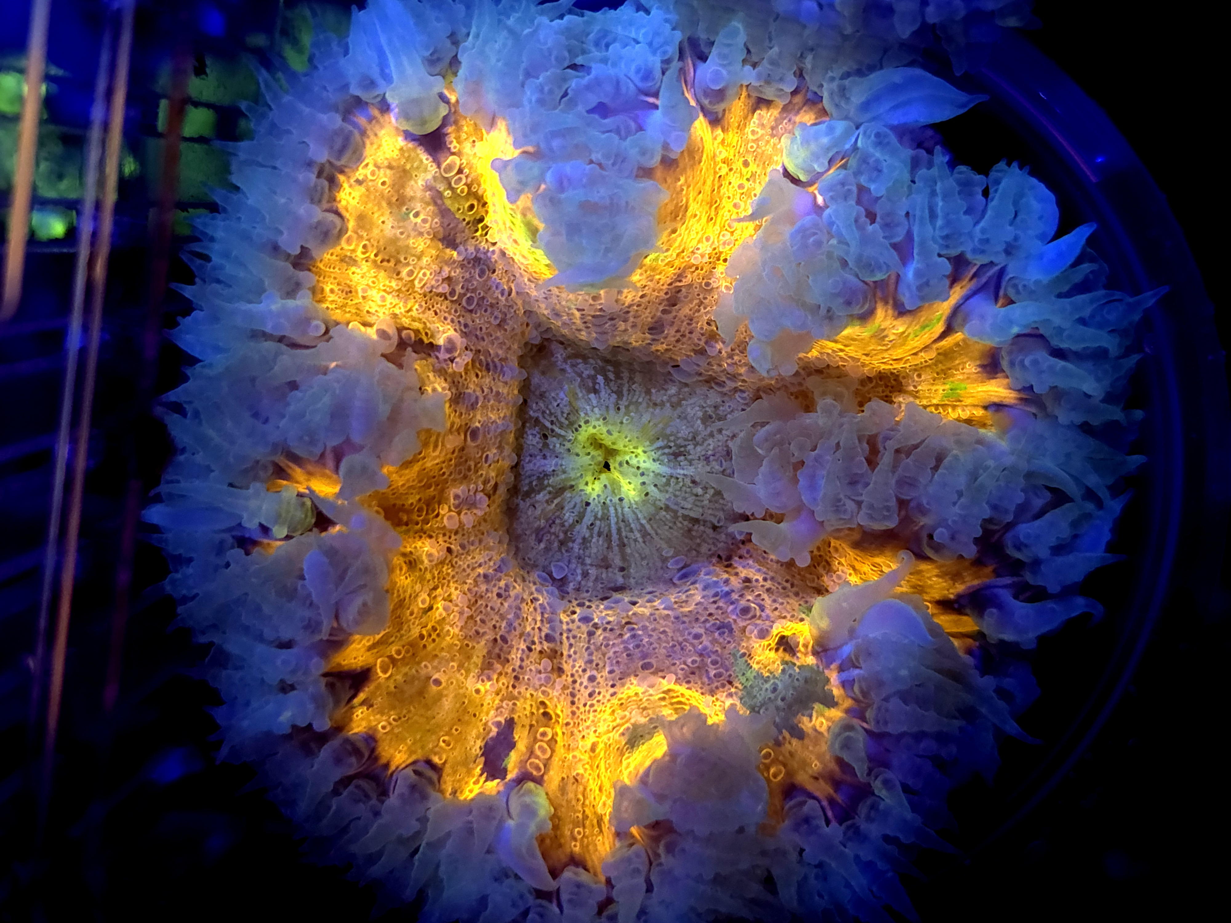 SBB Yellow Center Rock flower