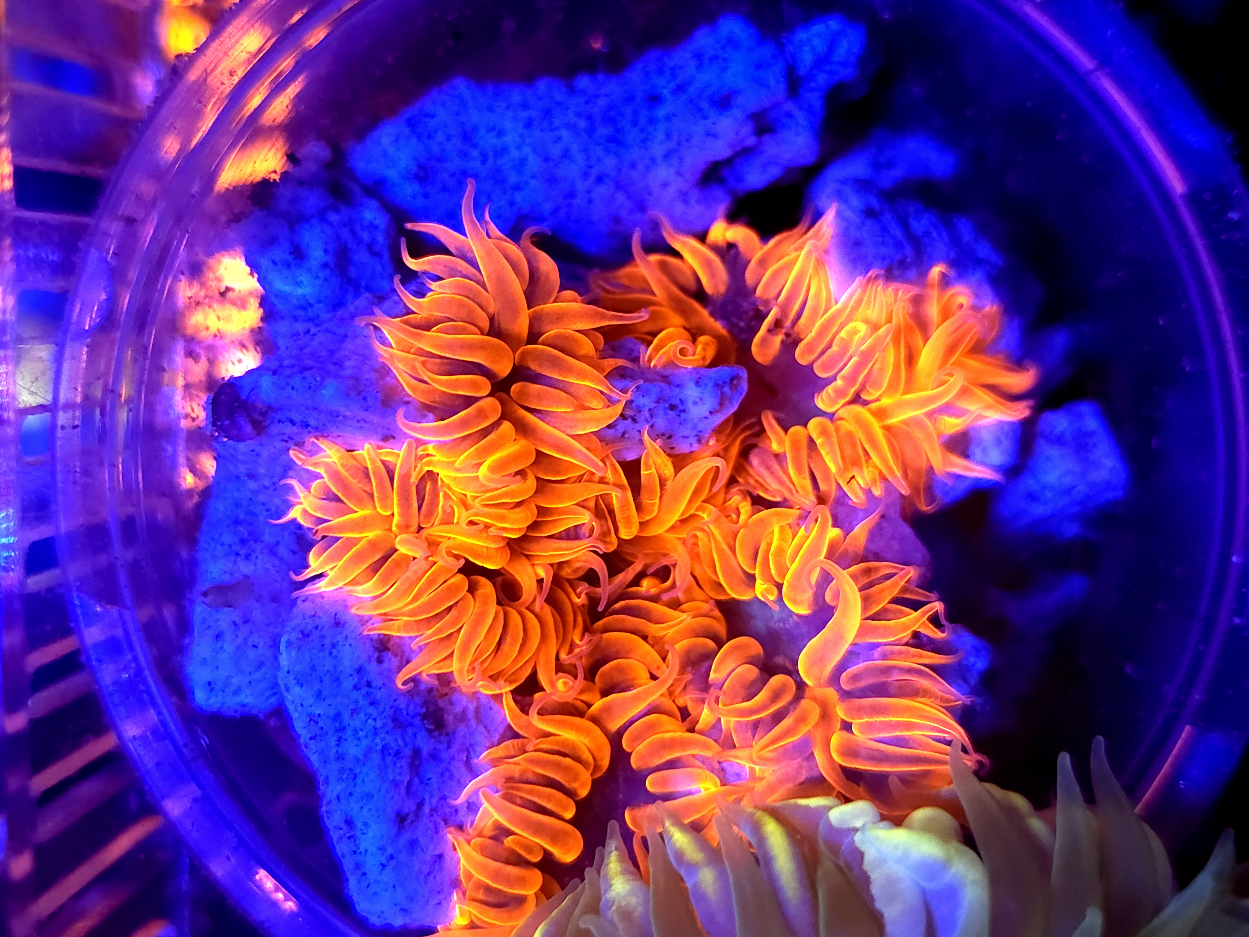 SBB Red Skirt Rock flower