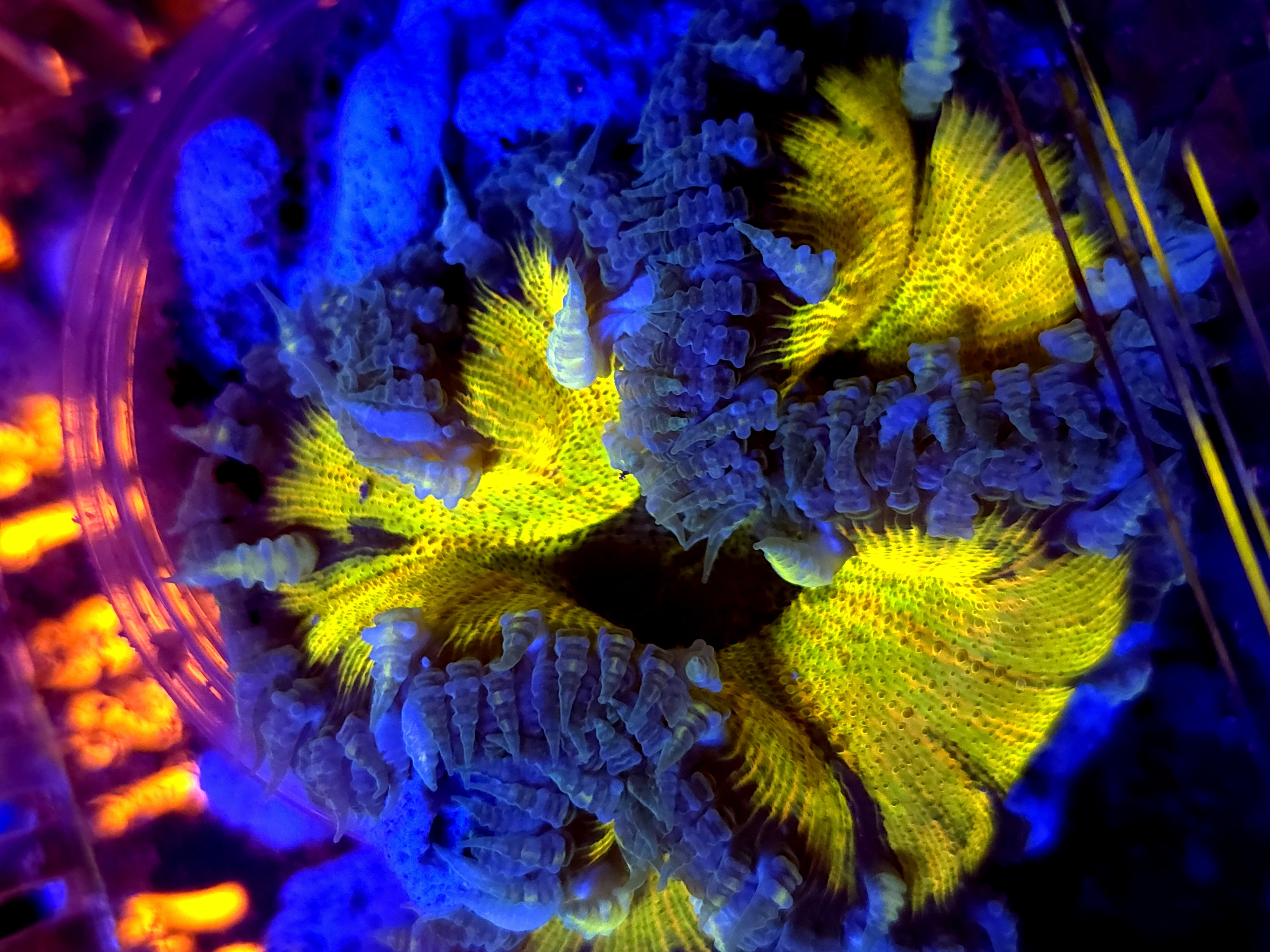 SBB Yellow Center Amazing Rock Flower