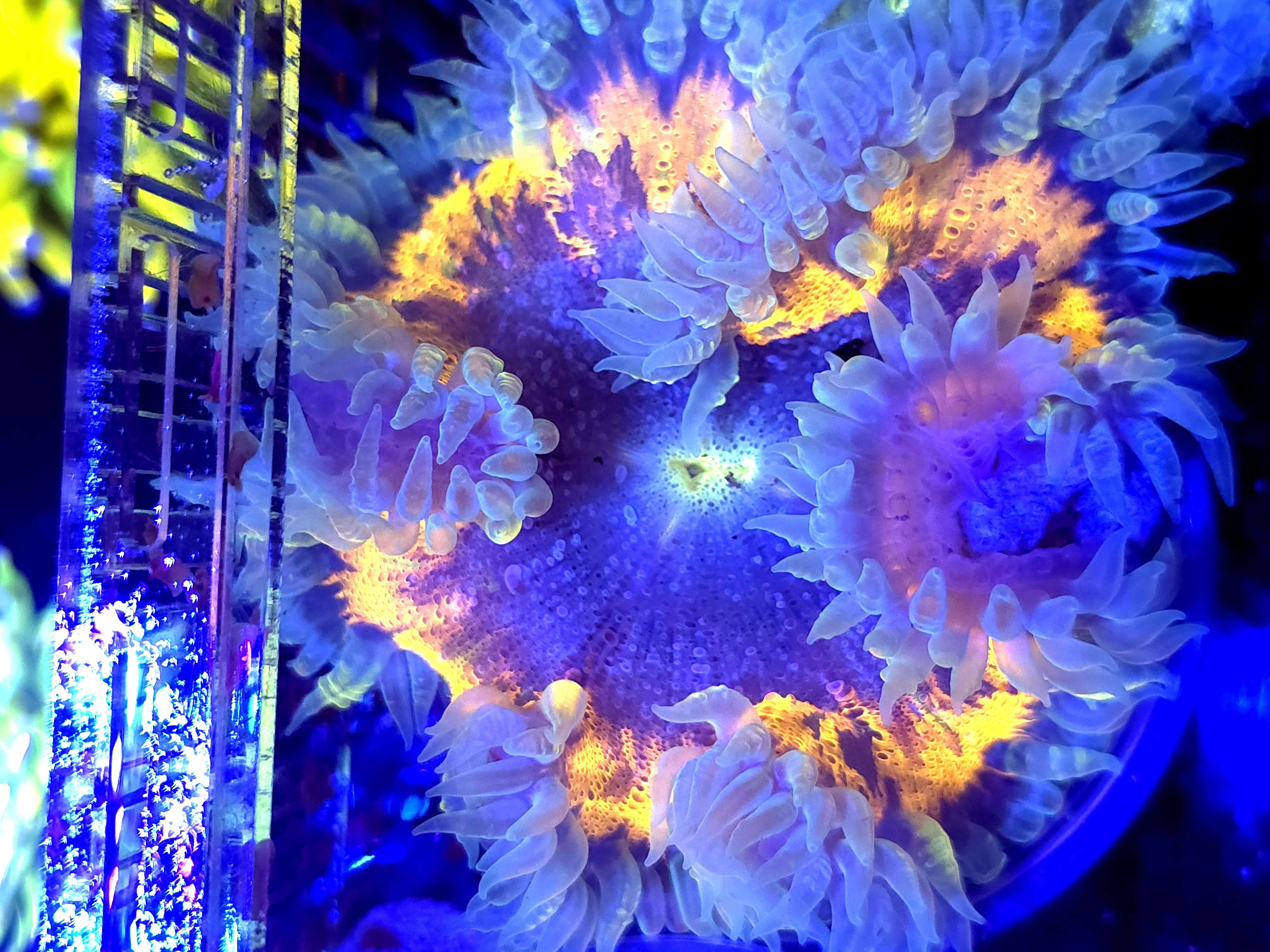 SBB Purple Yellow Center Rock flower Amazing