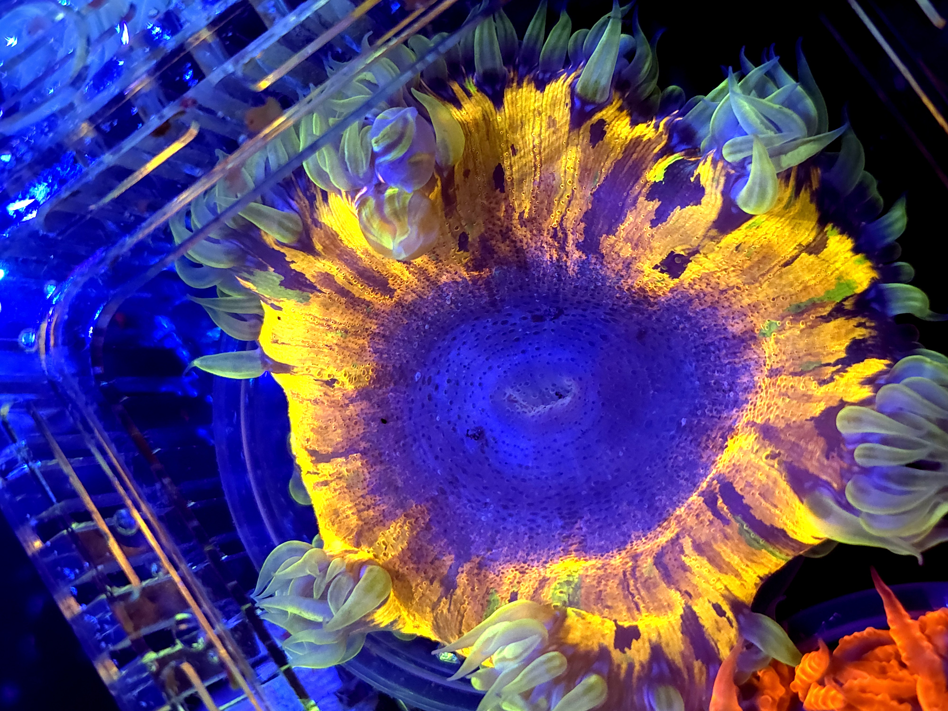 SBB Purple Splash Yellow Center Rock flower