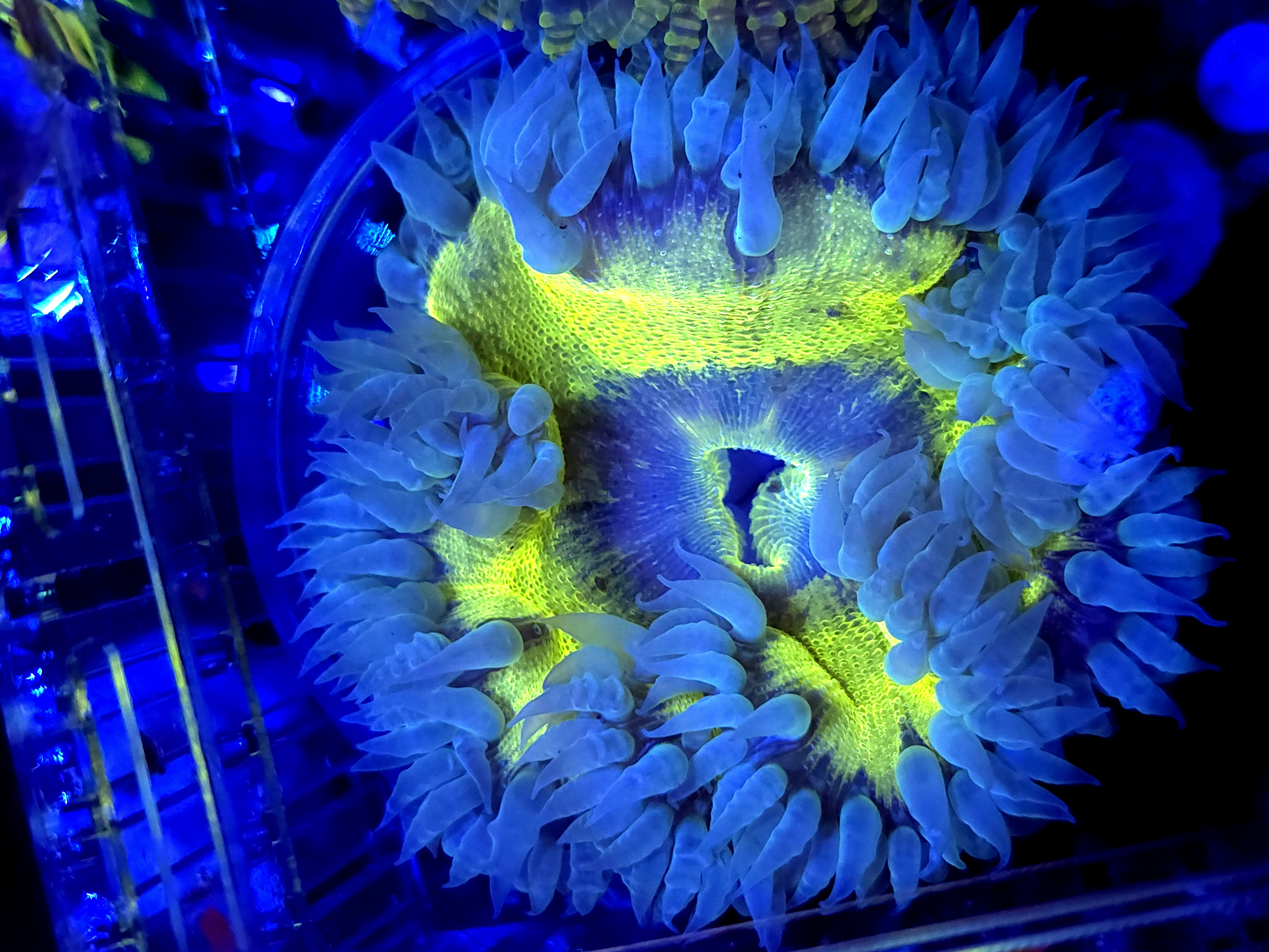 SBB Yellow Center Rock flower