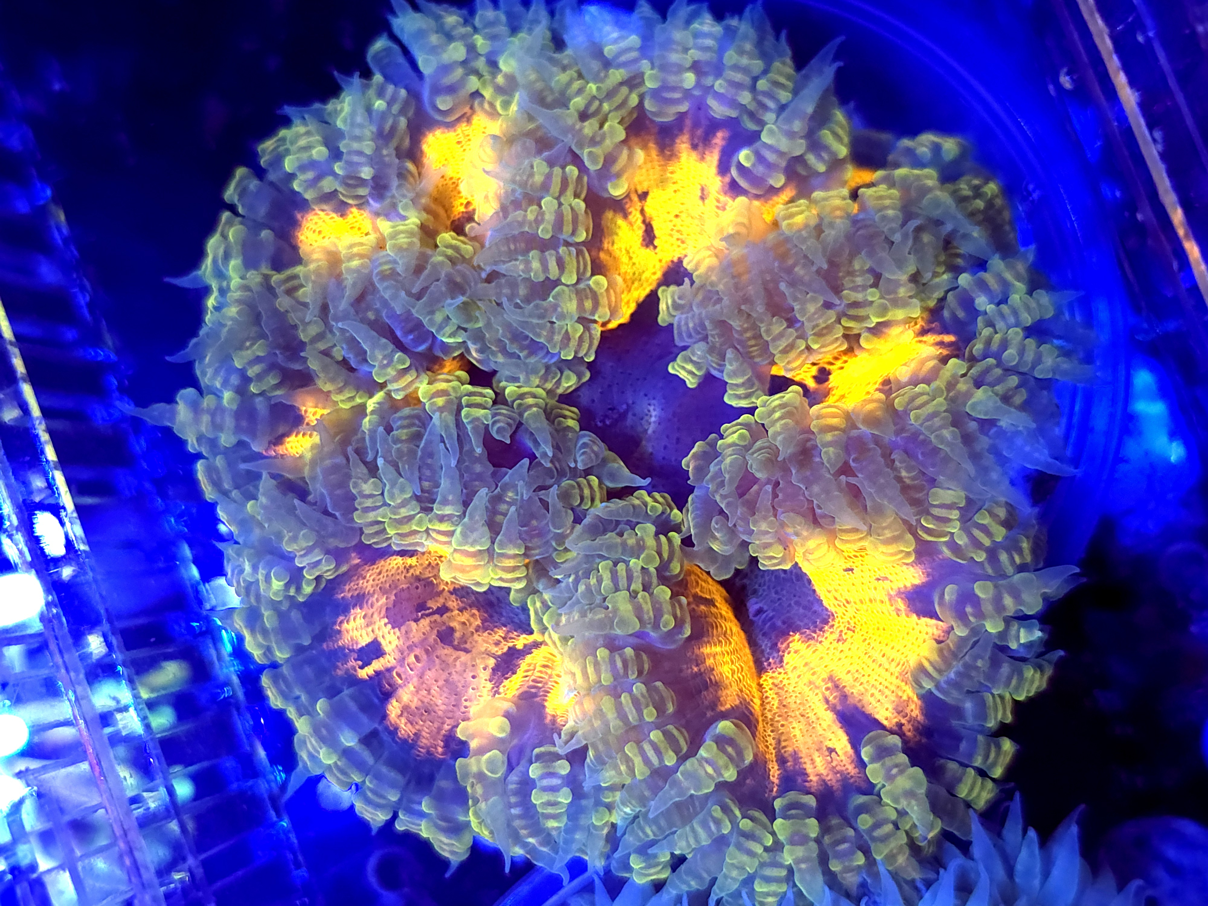 SBB Purple Splash Yellow Center Rock flower