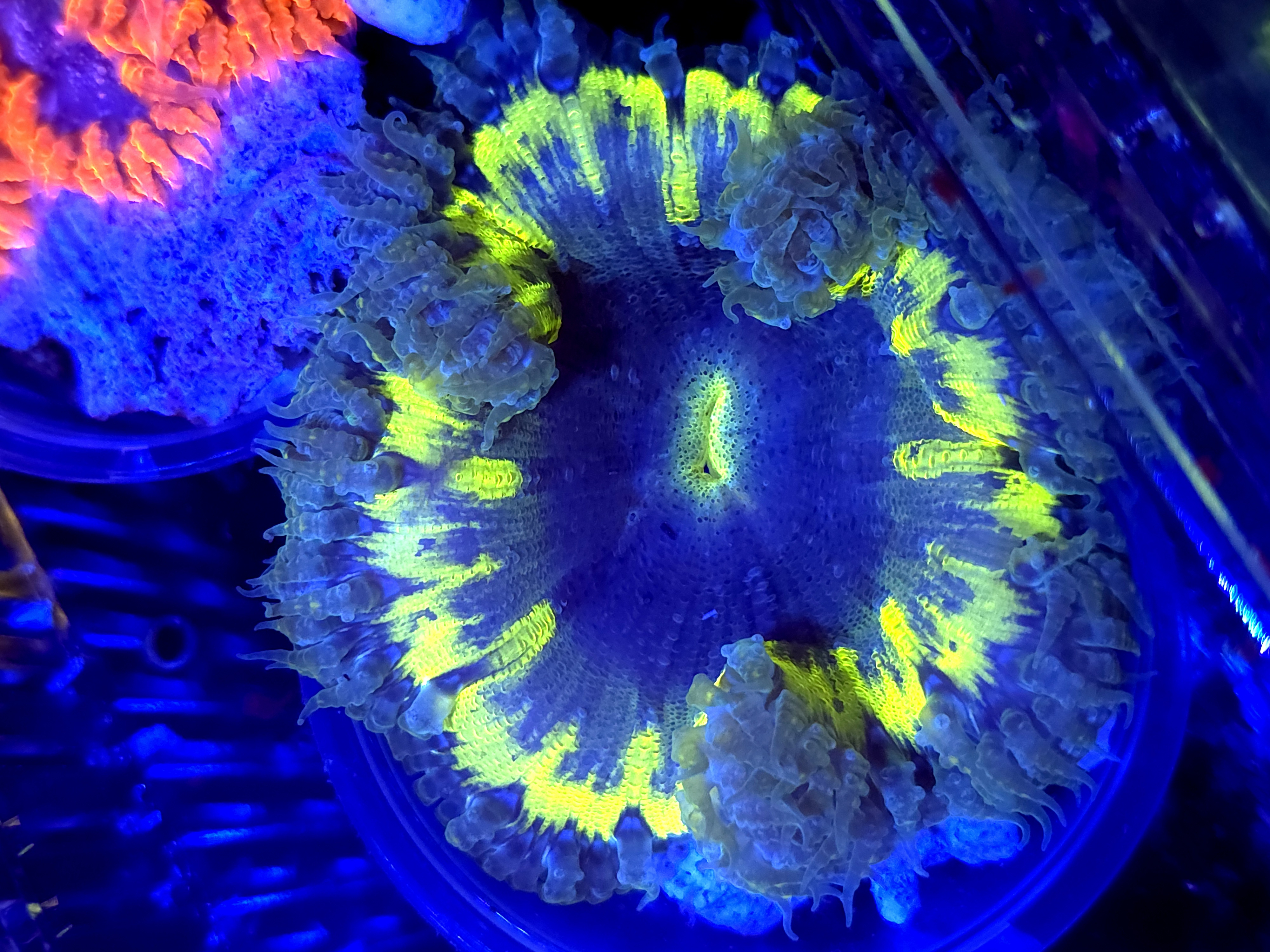 SBB Yellow Center rock flower