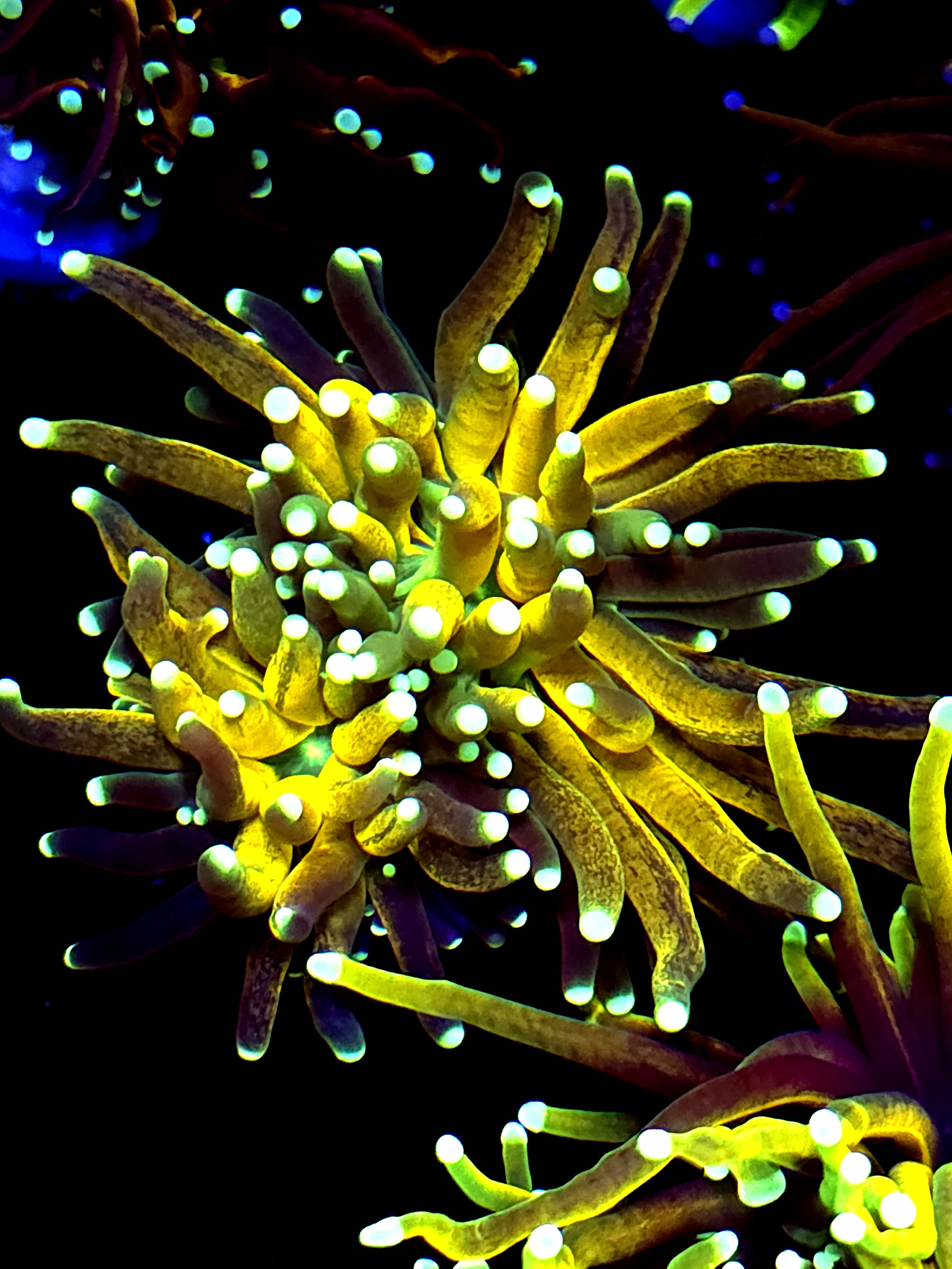 SBB " Yellow Tiger" Torch