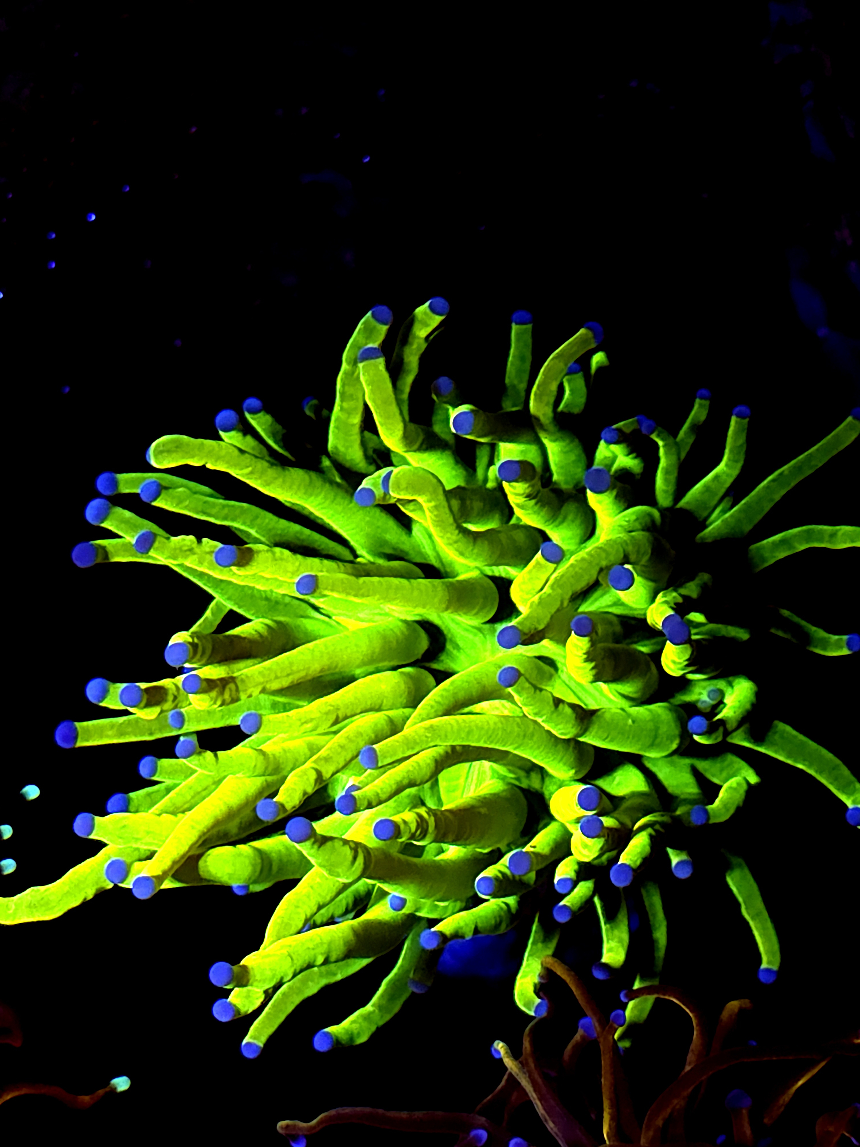 SBB " Bright Af" Holy Grail