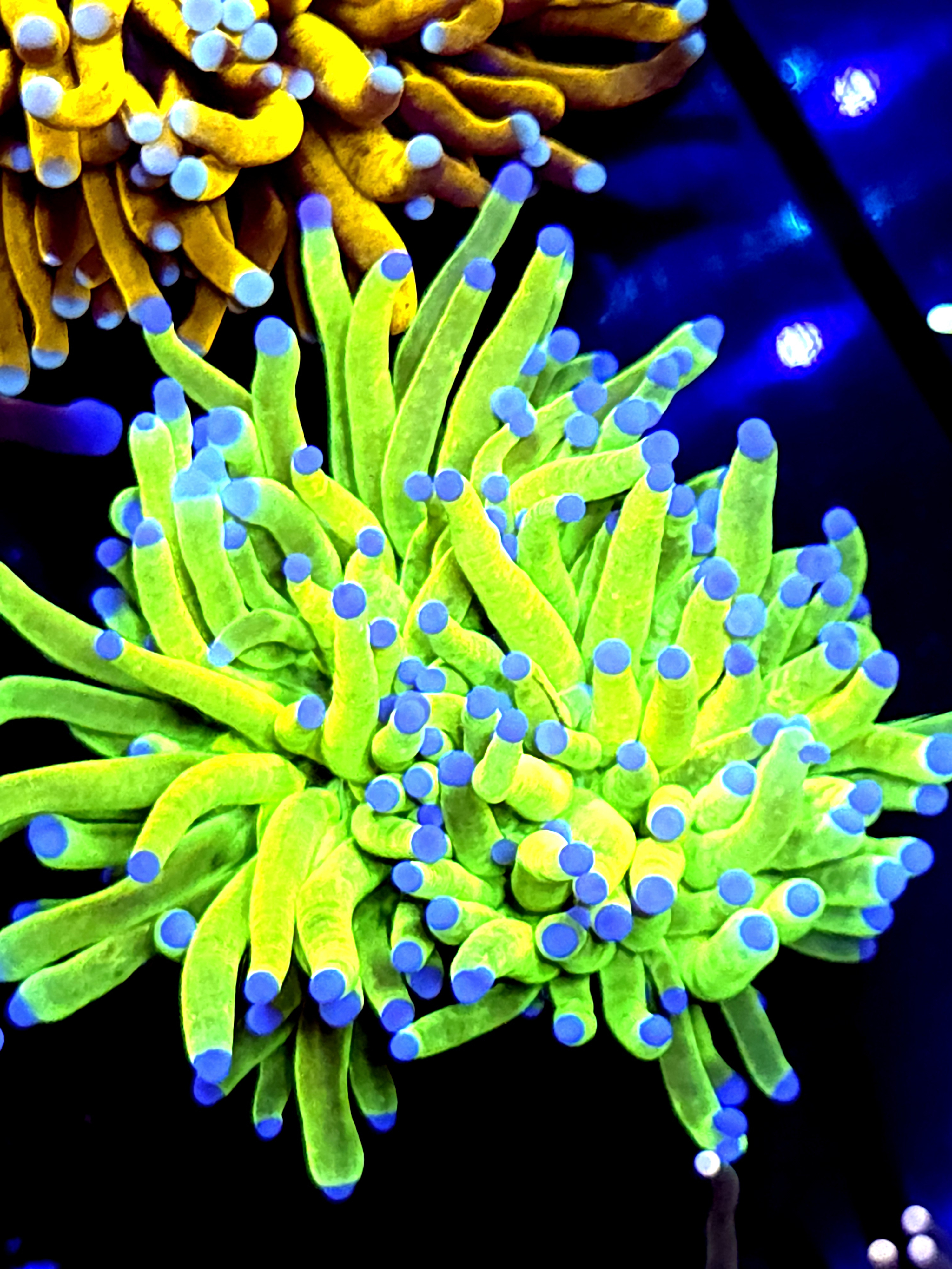 SBB " Bright Af" Holy Grail