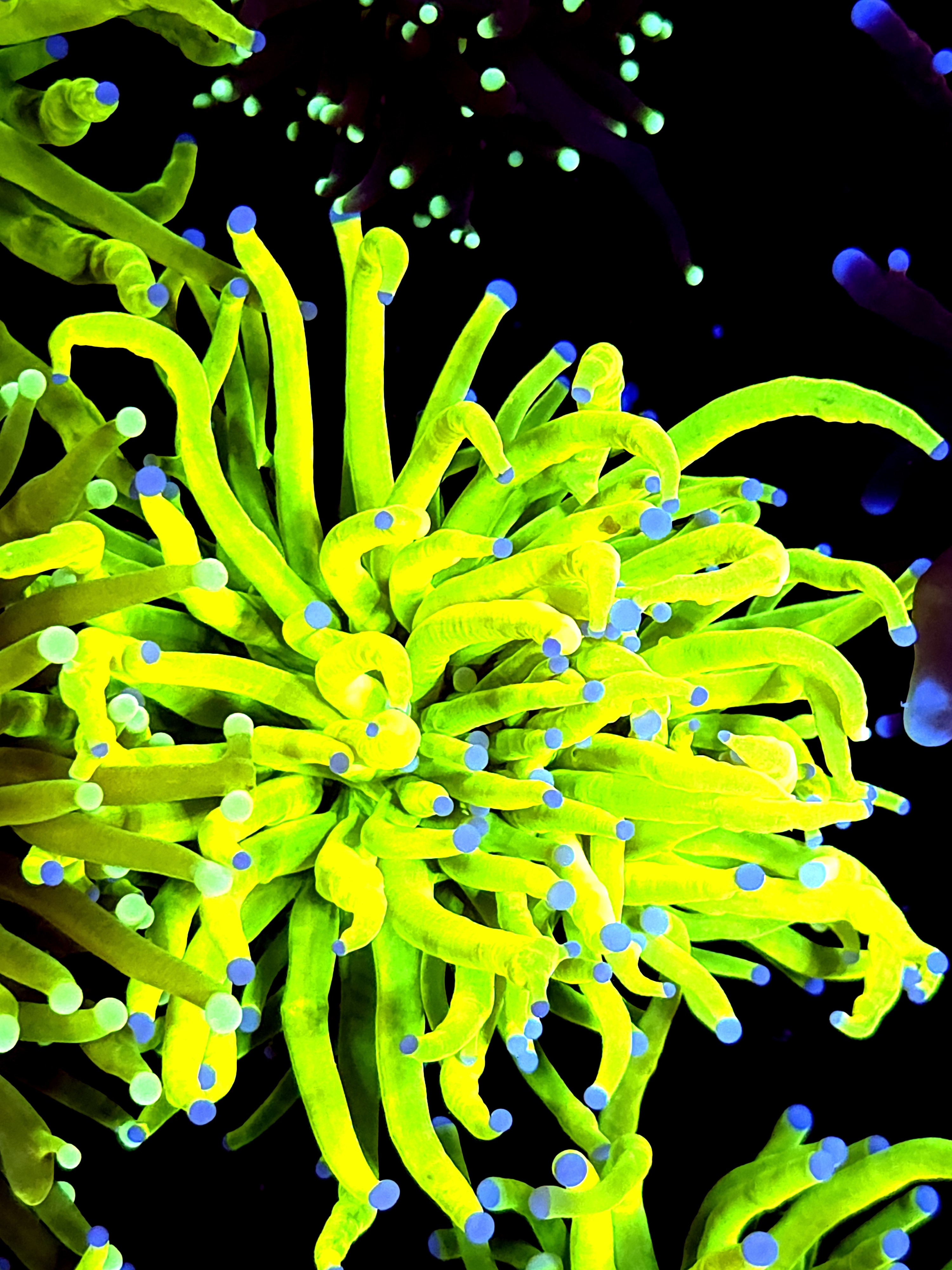 SBB" Bright Af" Holy Grail