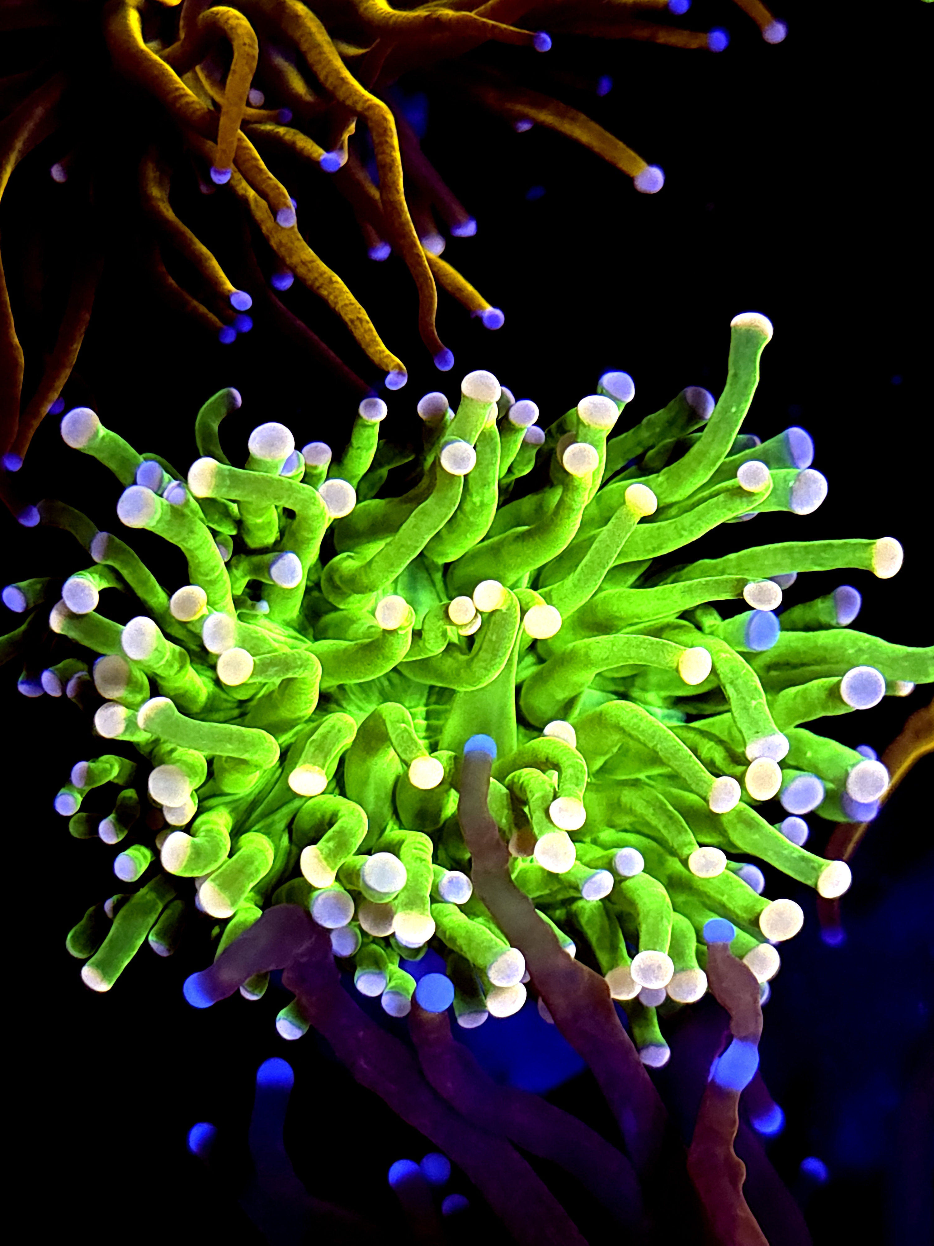 SBB " Pink tip Green' Torch