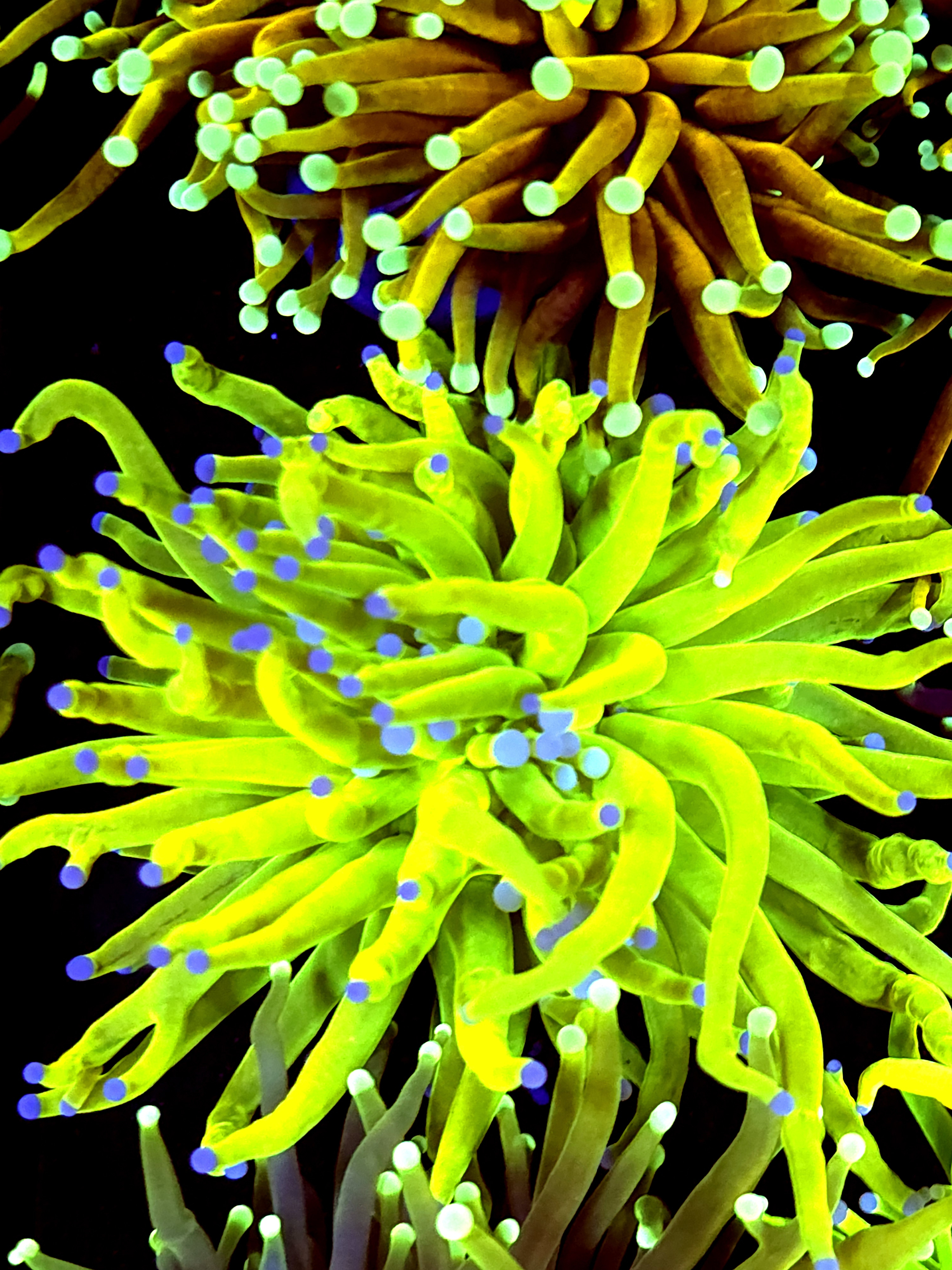 SBB " Bright Af" Holy Grail