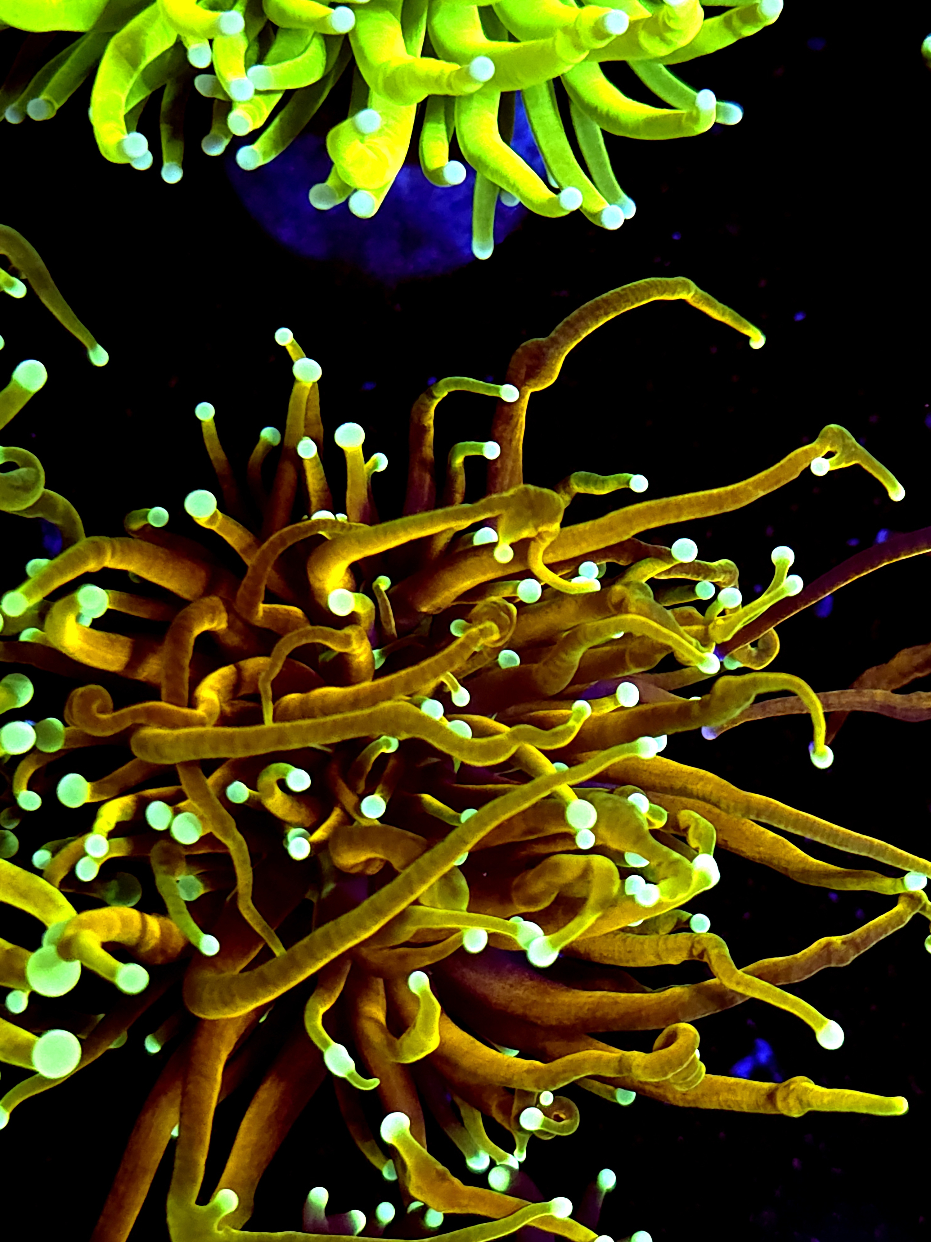 SBB " Dr Strange" Torch