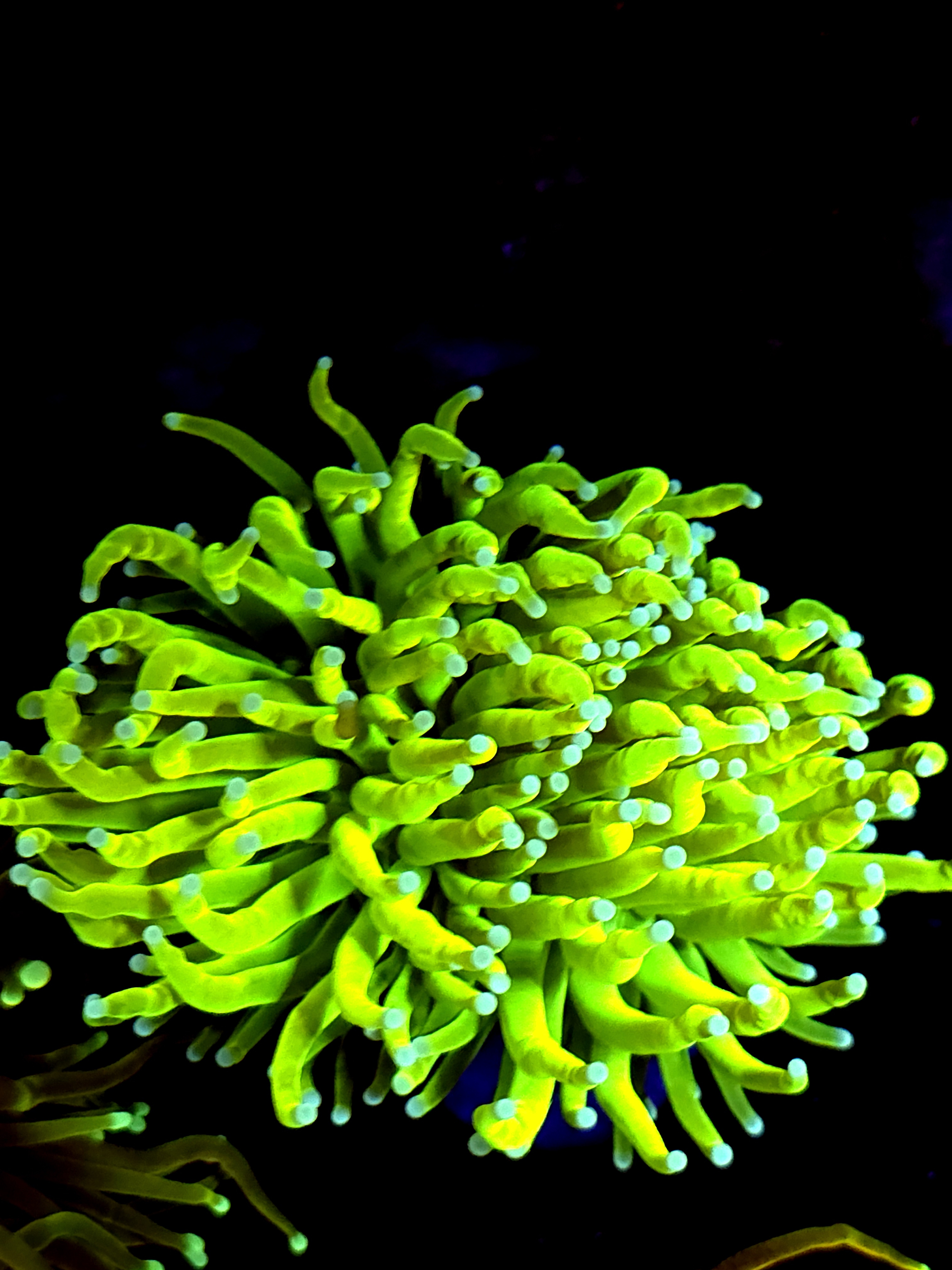 SBB " Ice Age" Holy Grail