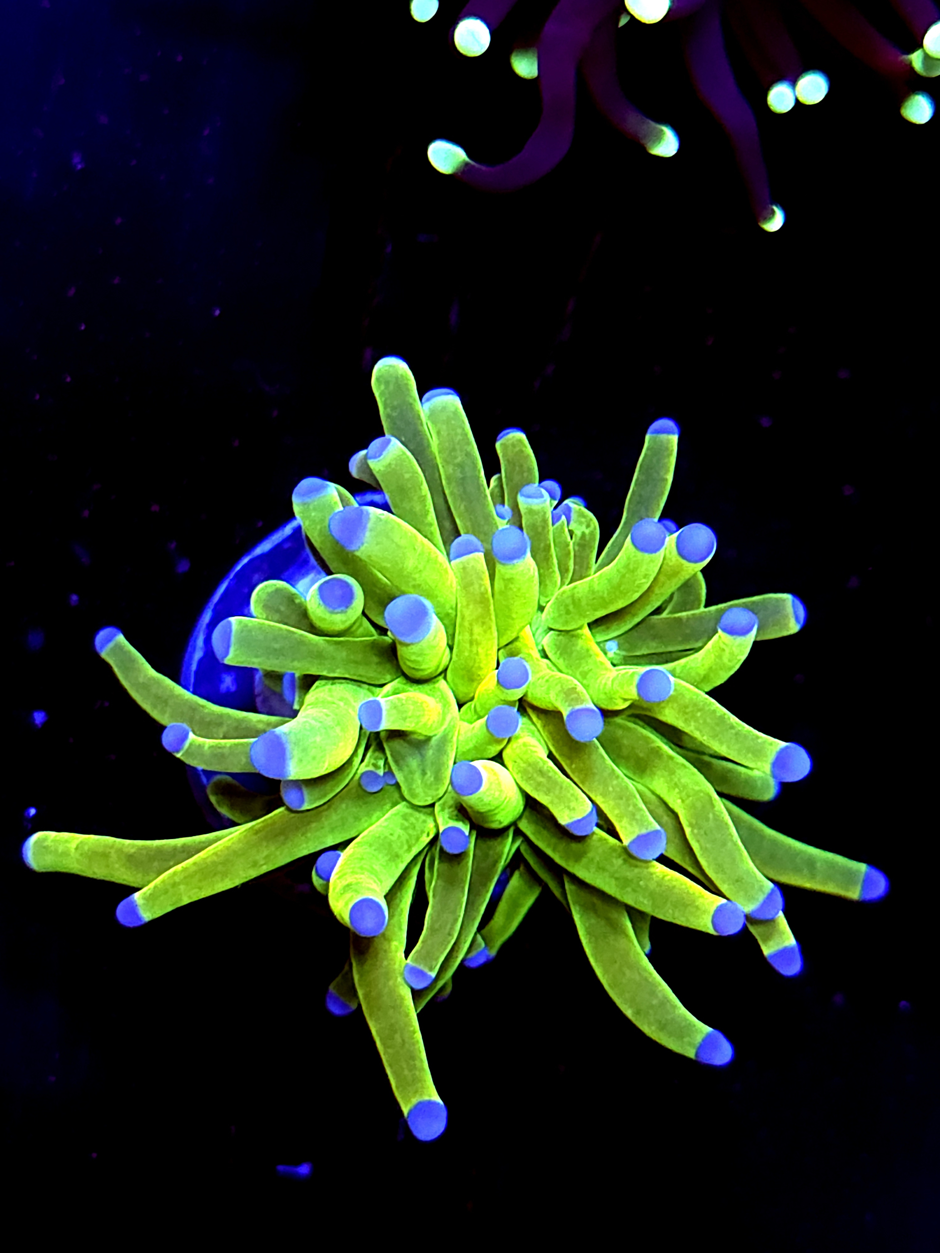 SBB " Bright Af" Holy Grail