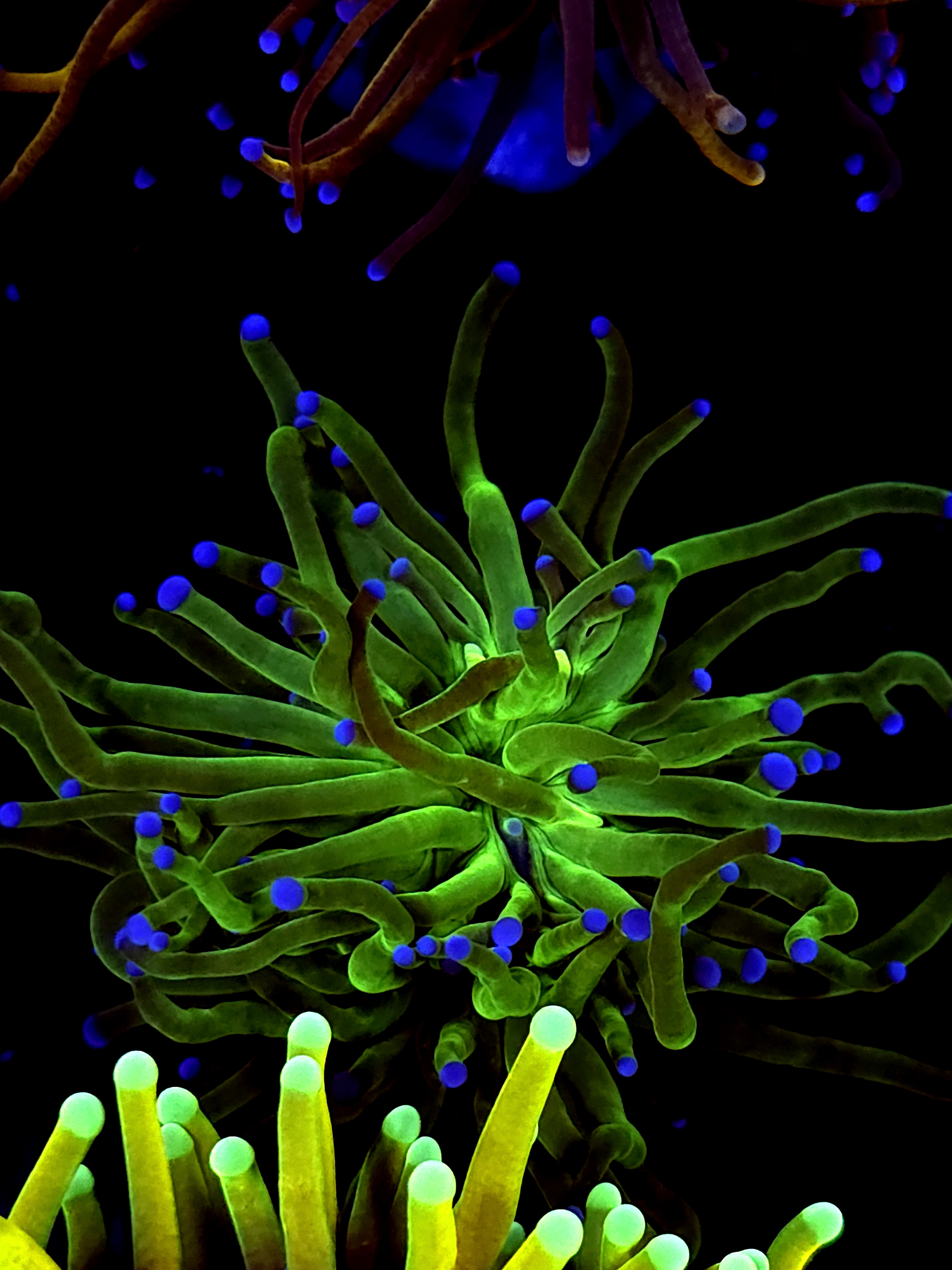 SBB "Nicholodian" Torch