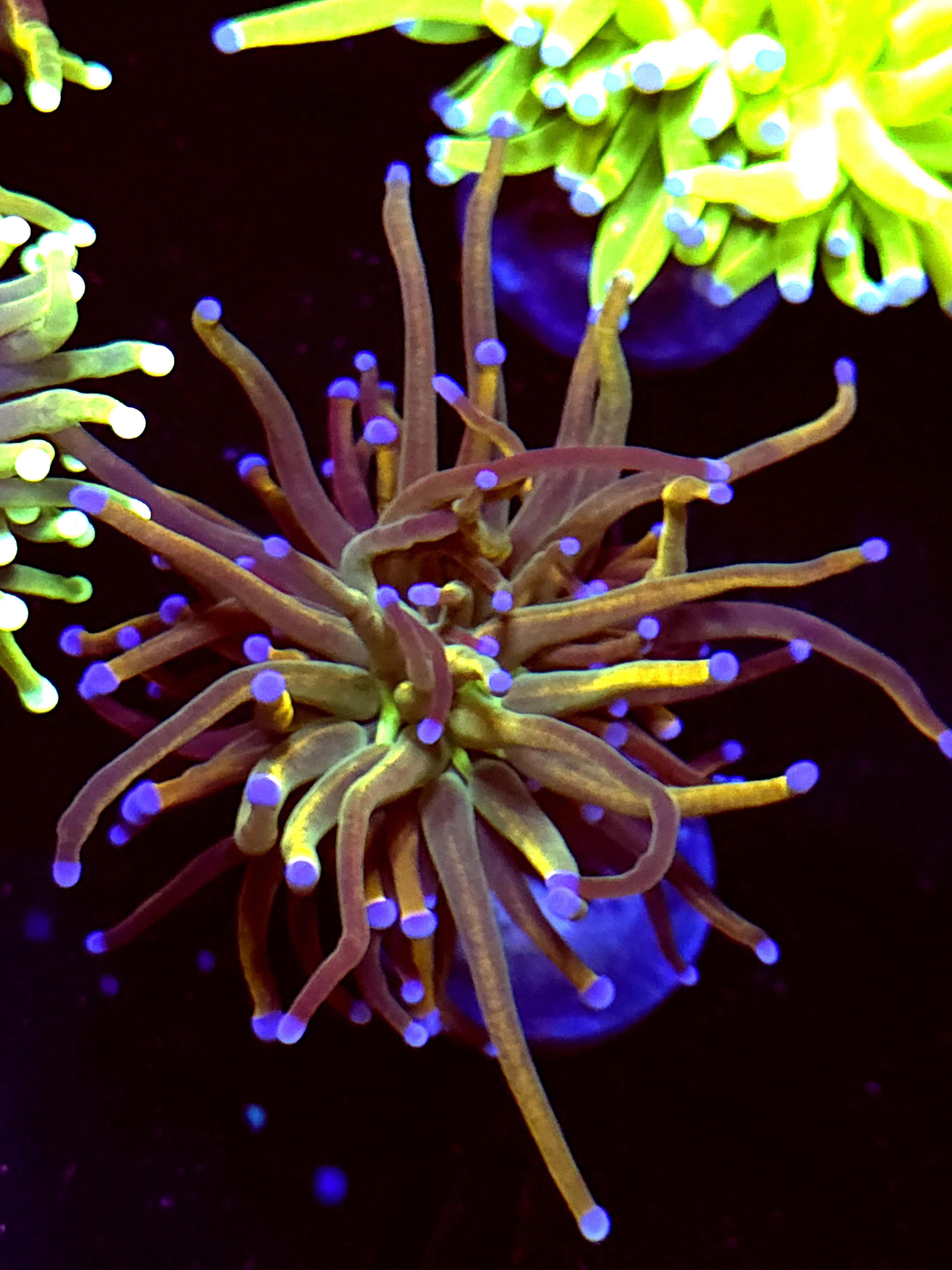 SBB "GoldPool" Torch