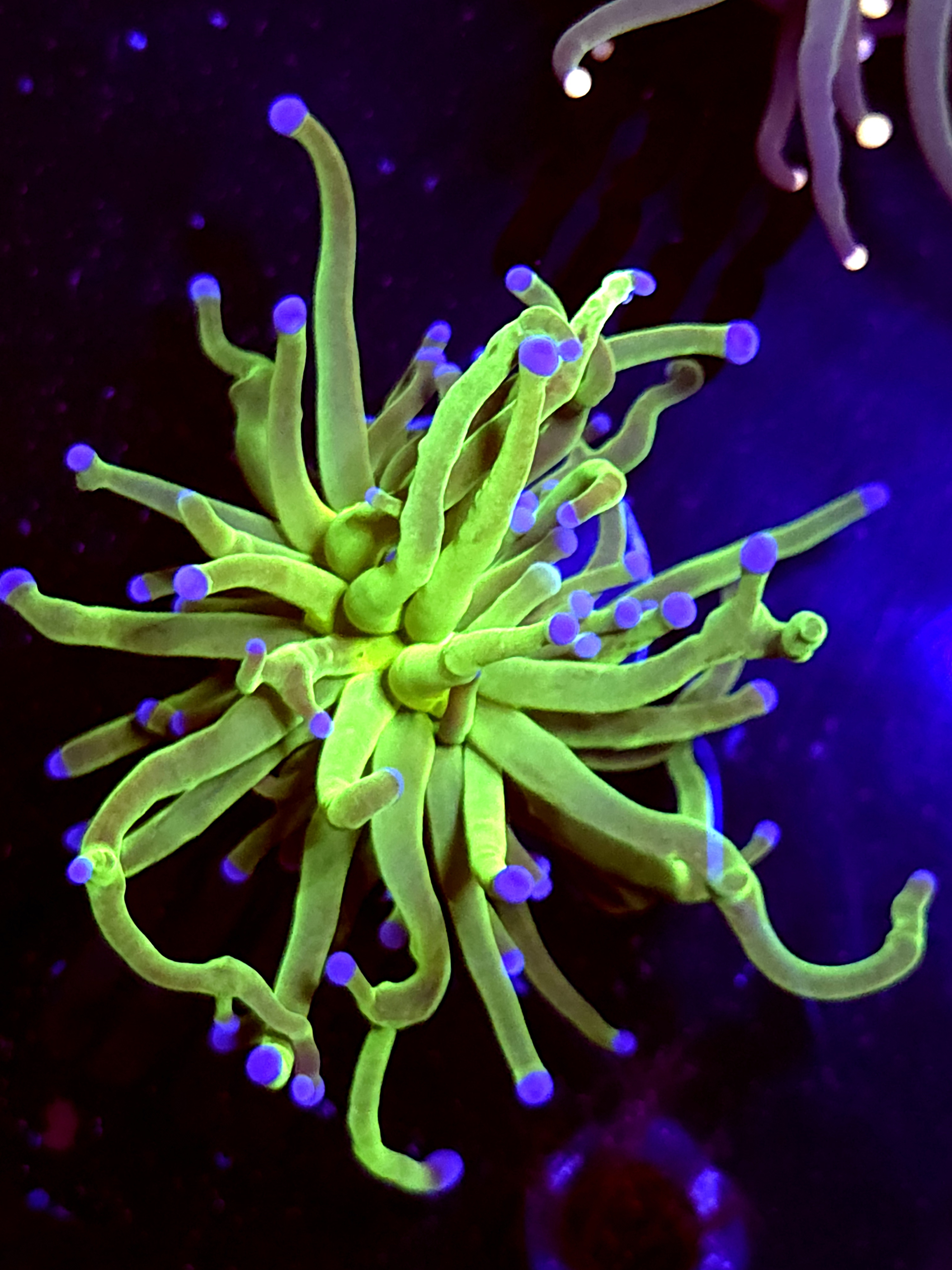 SBB " Nicholodian" Torch