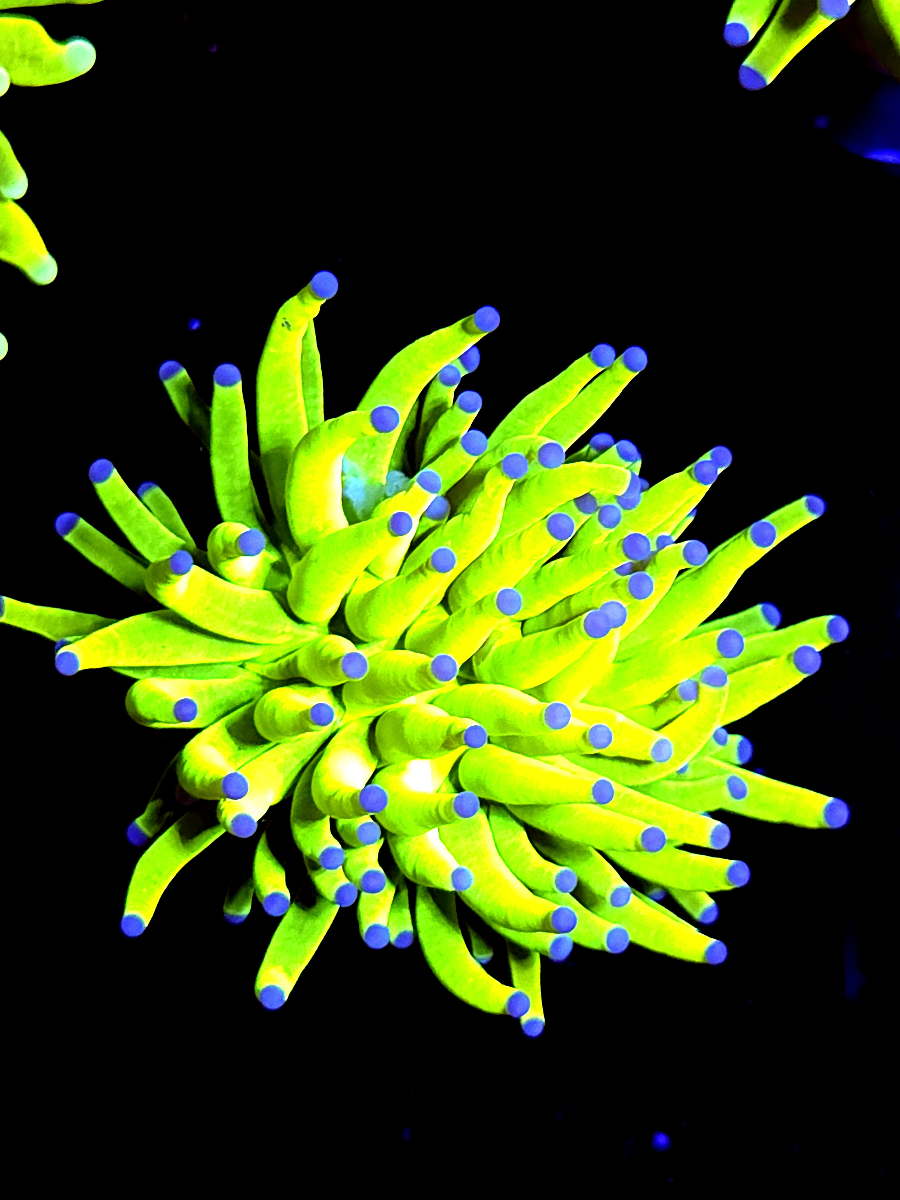 SBB " Bright Af" Holy Grail