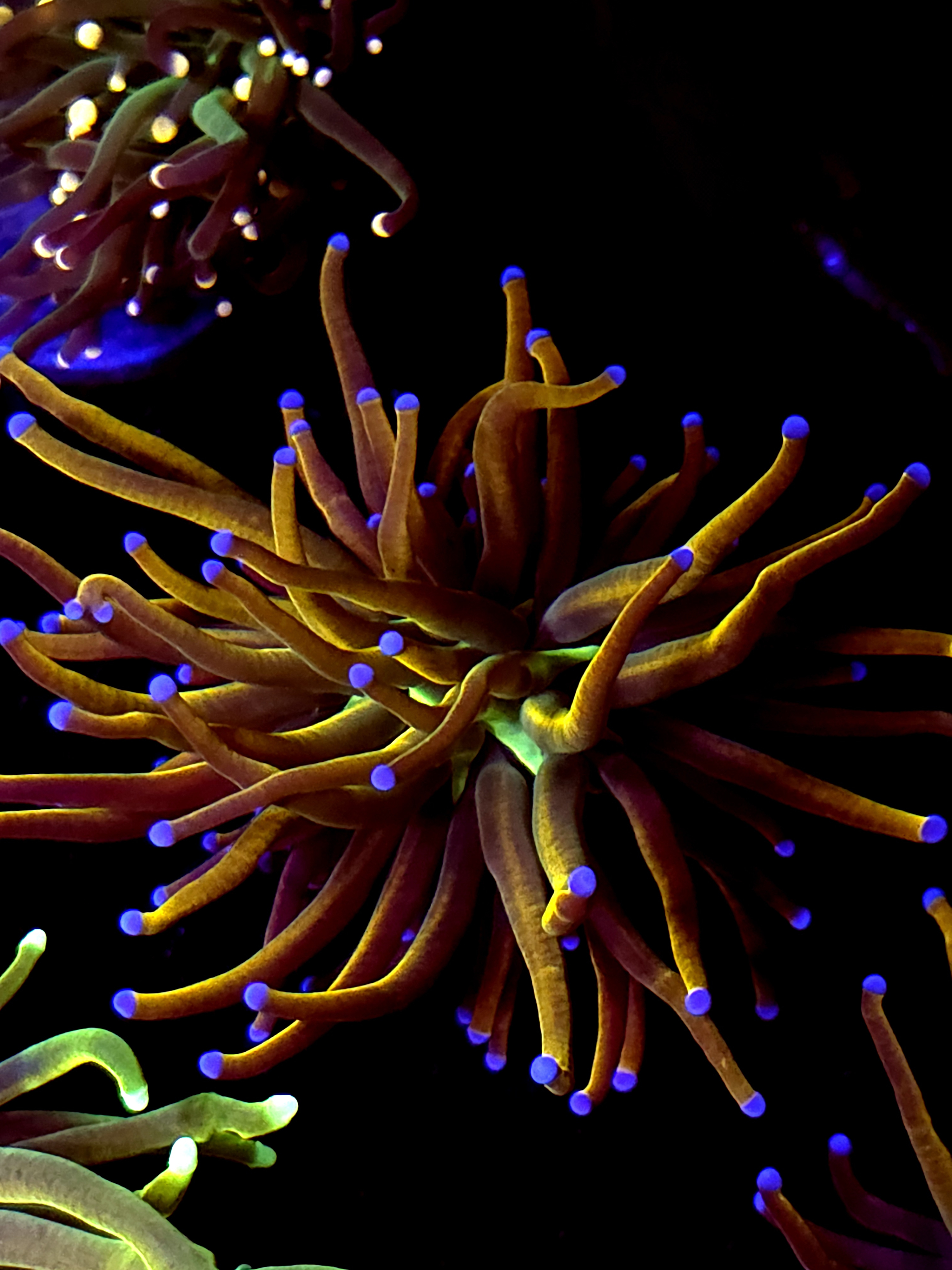 SBB " New York Nicks" Torch