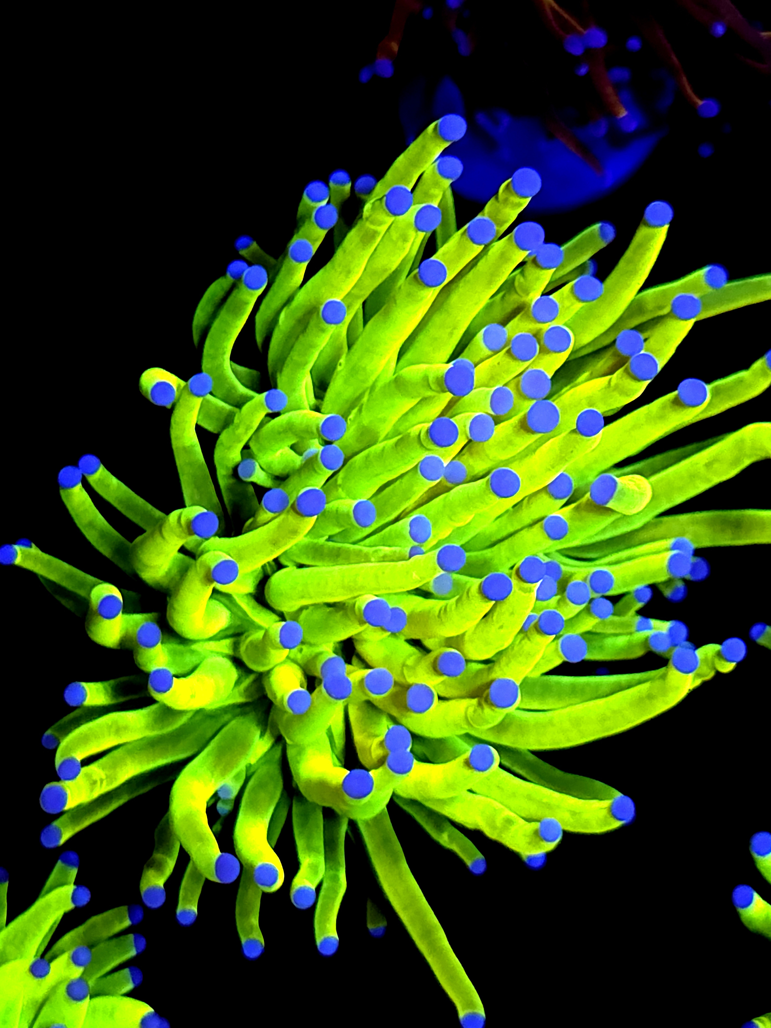 SBB " Bright Af" Holy Grail