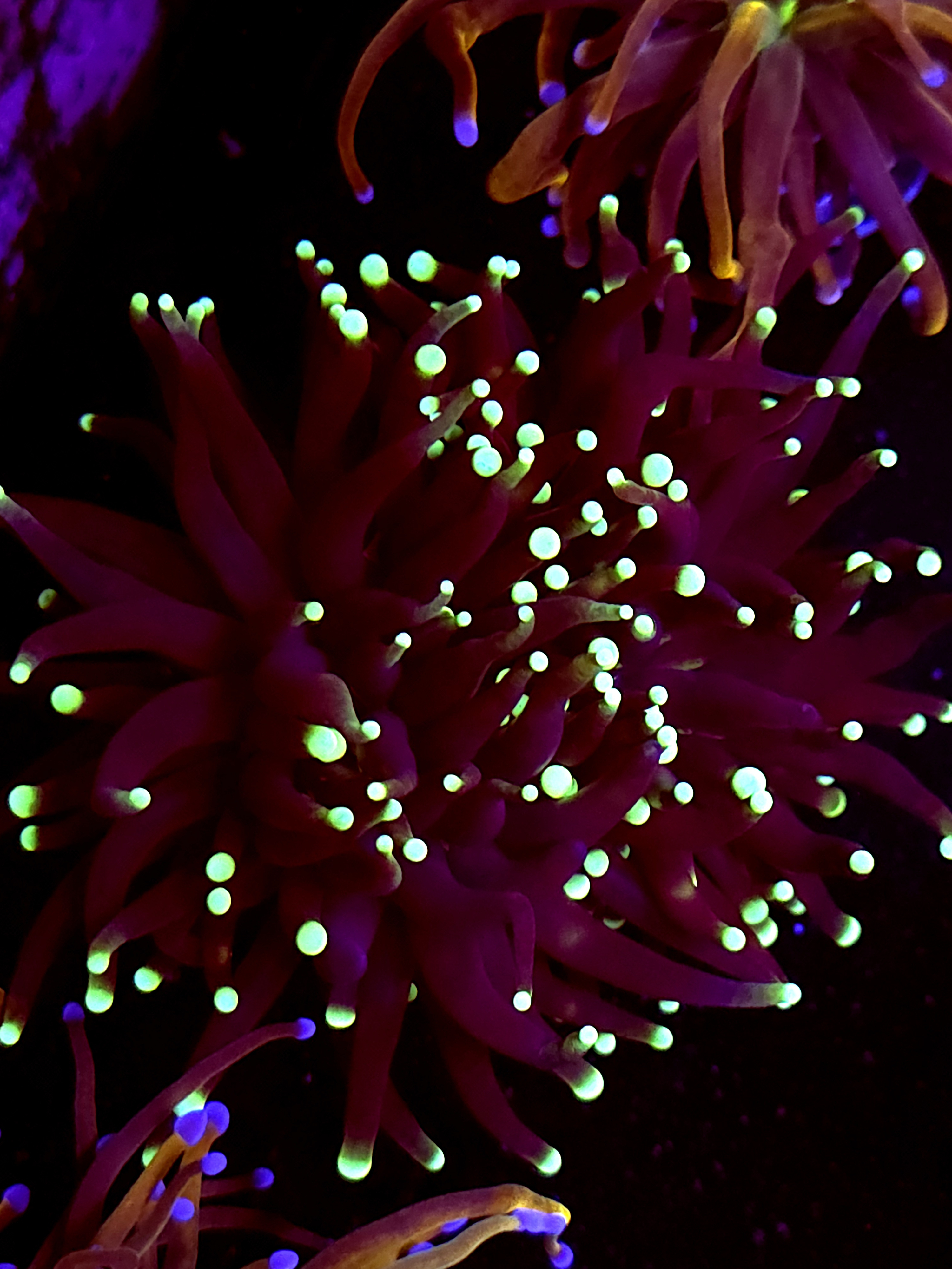 SBB " Black Panther" Torch