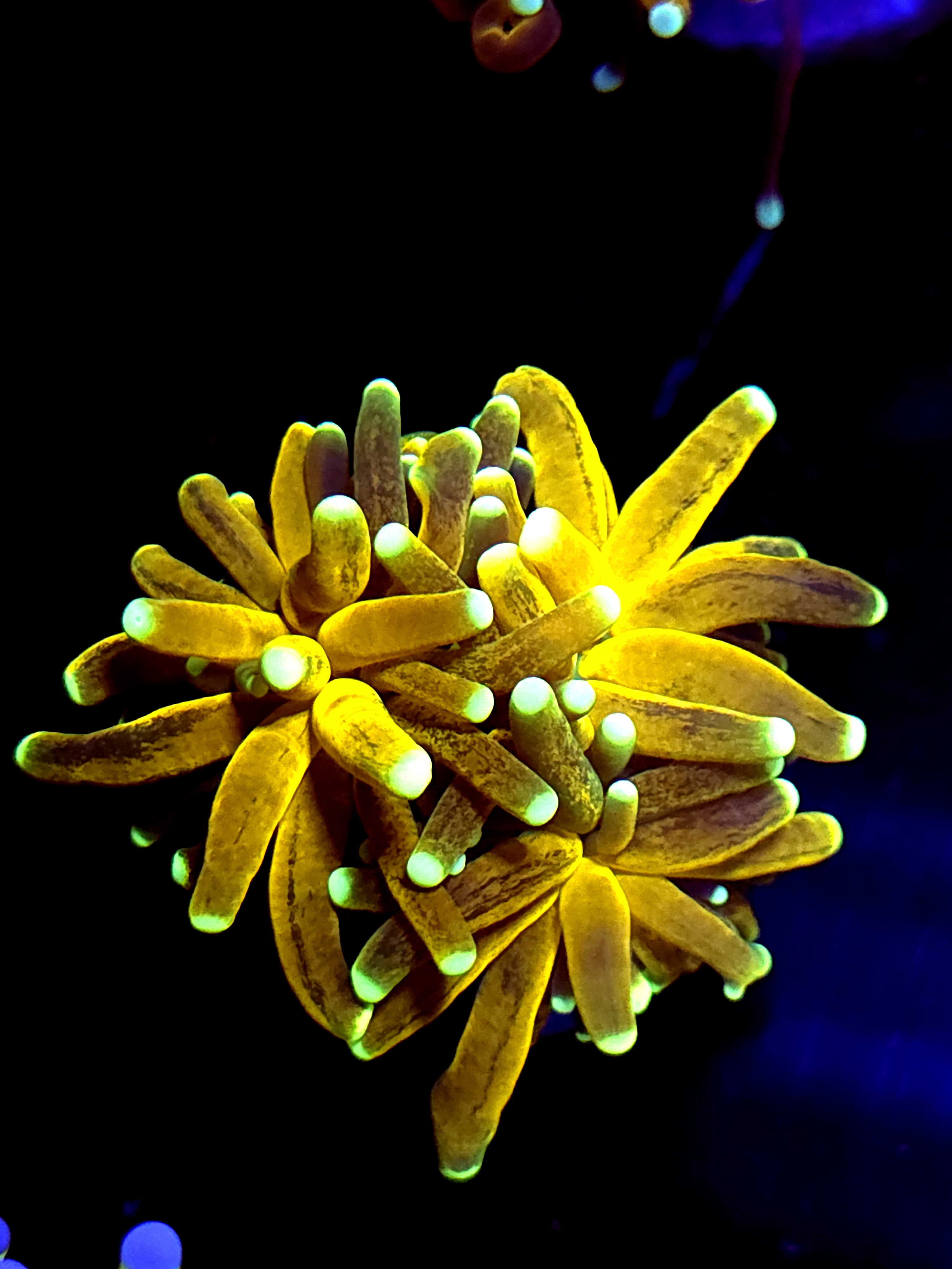 SBB " Yellow Tiger" Torch