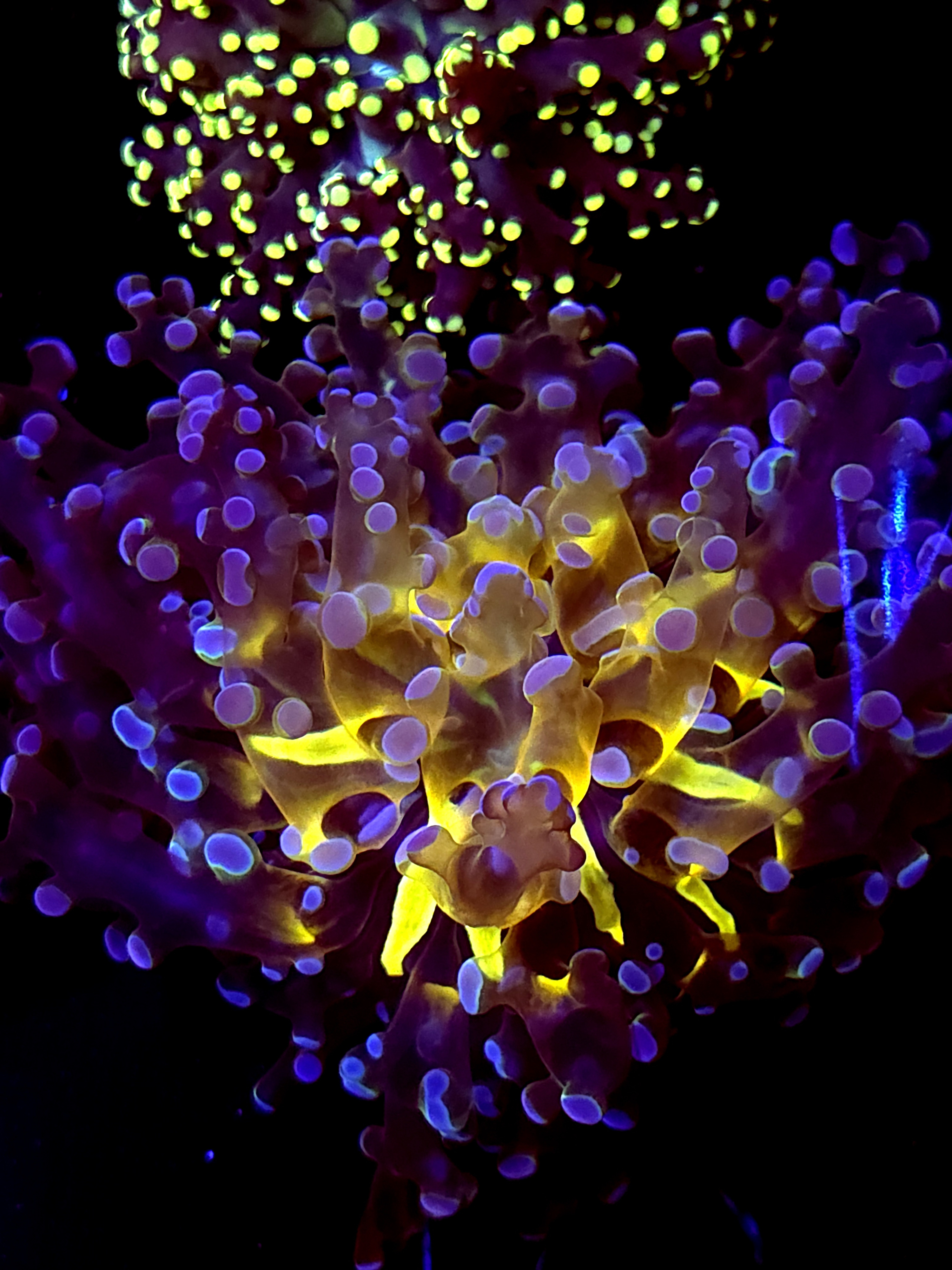 SBB " Blues Clues' hammer Yellow Mouth