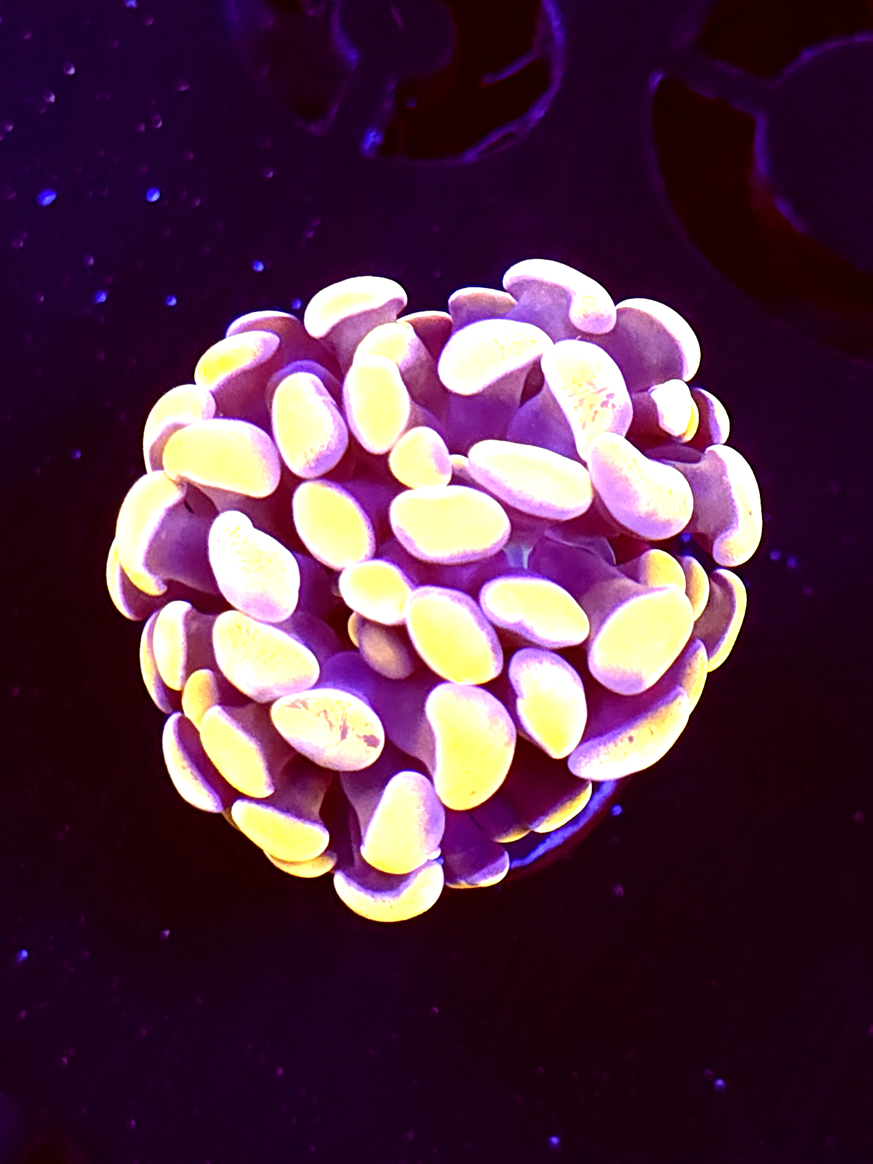 SBB Orange Indo Hammer