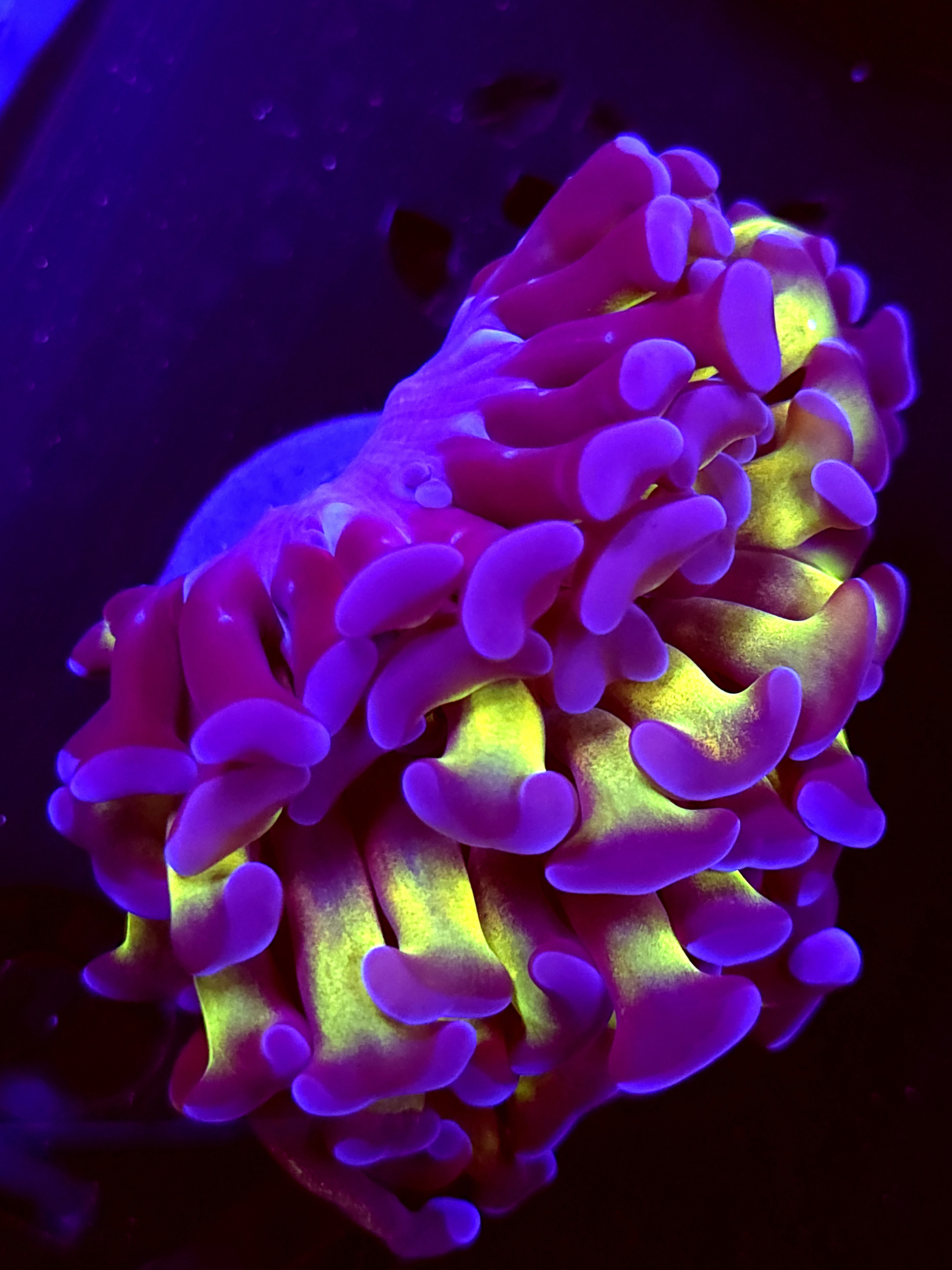 SBB Green Stem Blue Tip Hammer